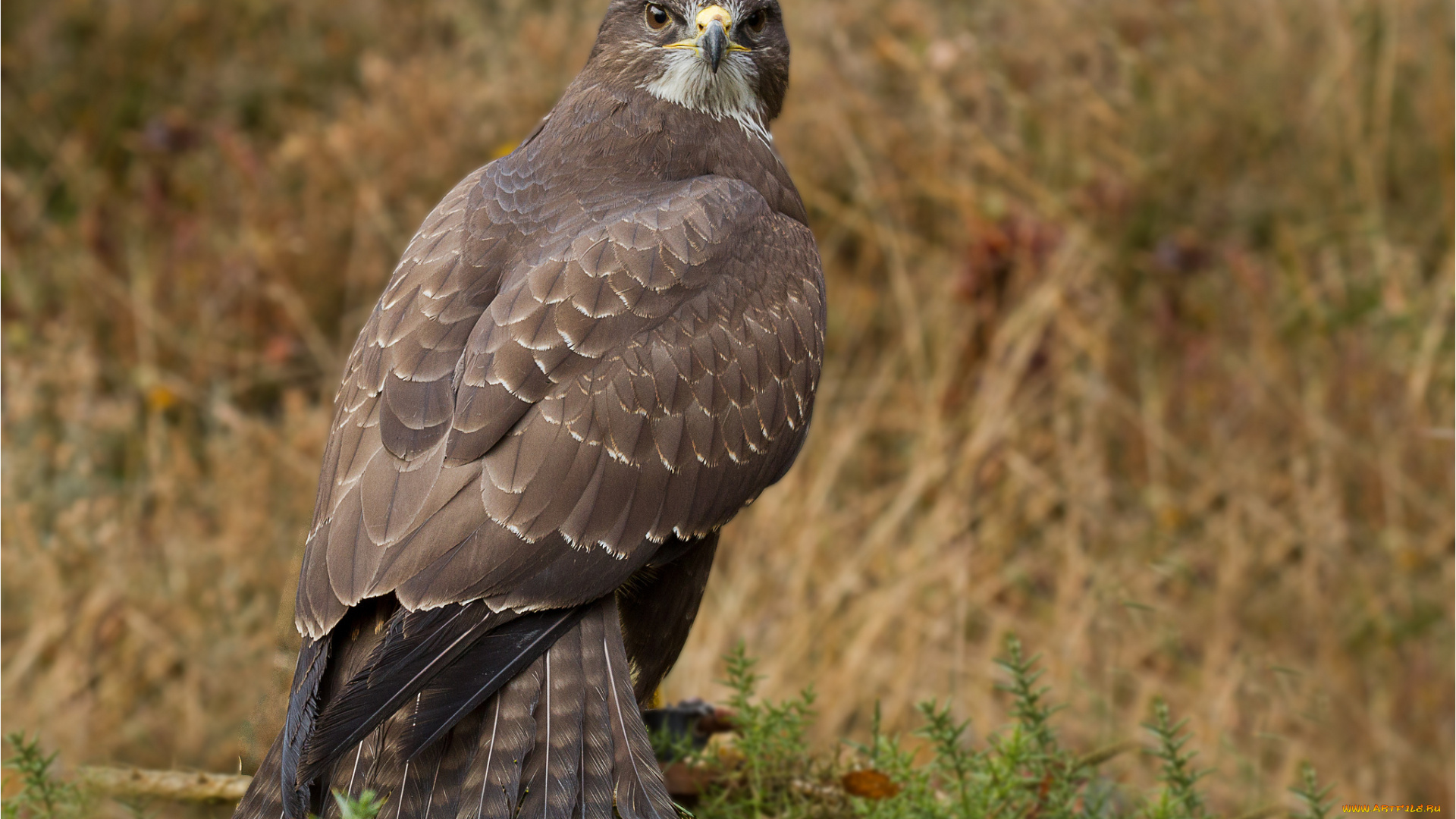 животные, птицы, -, хищники, ястреб, канюк, хищник, птица, взгляд