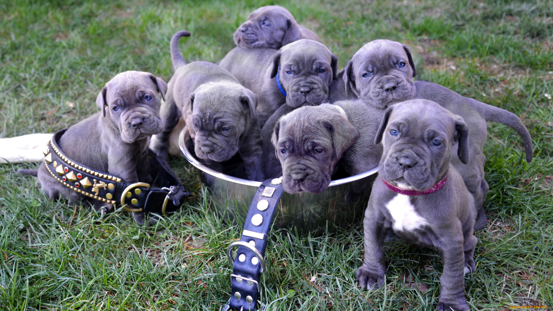 животные, собаки, neapolitan, mastiff, puppies, щенки