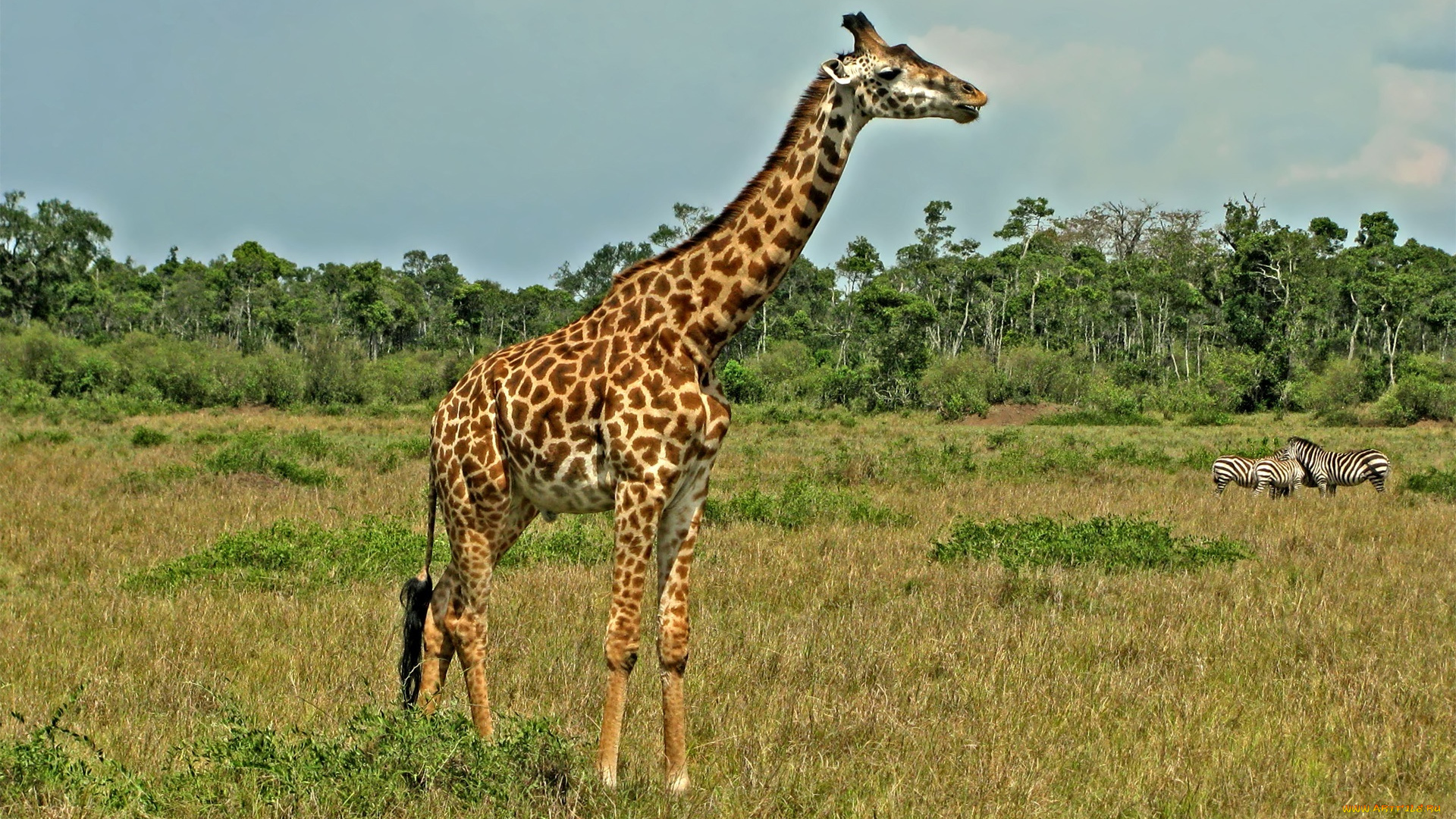 животные, жирафы, сафари