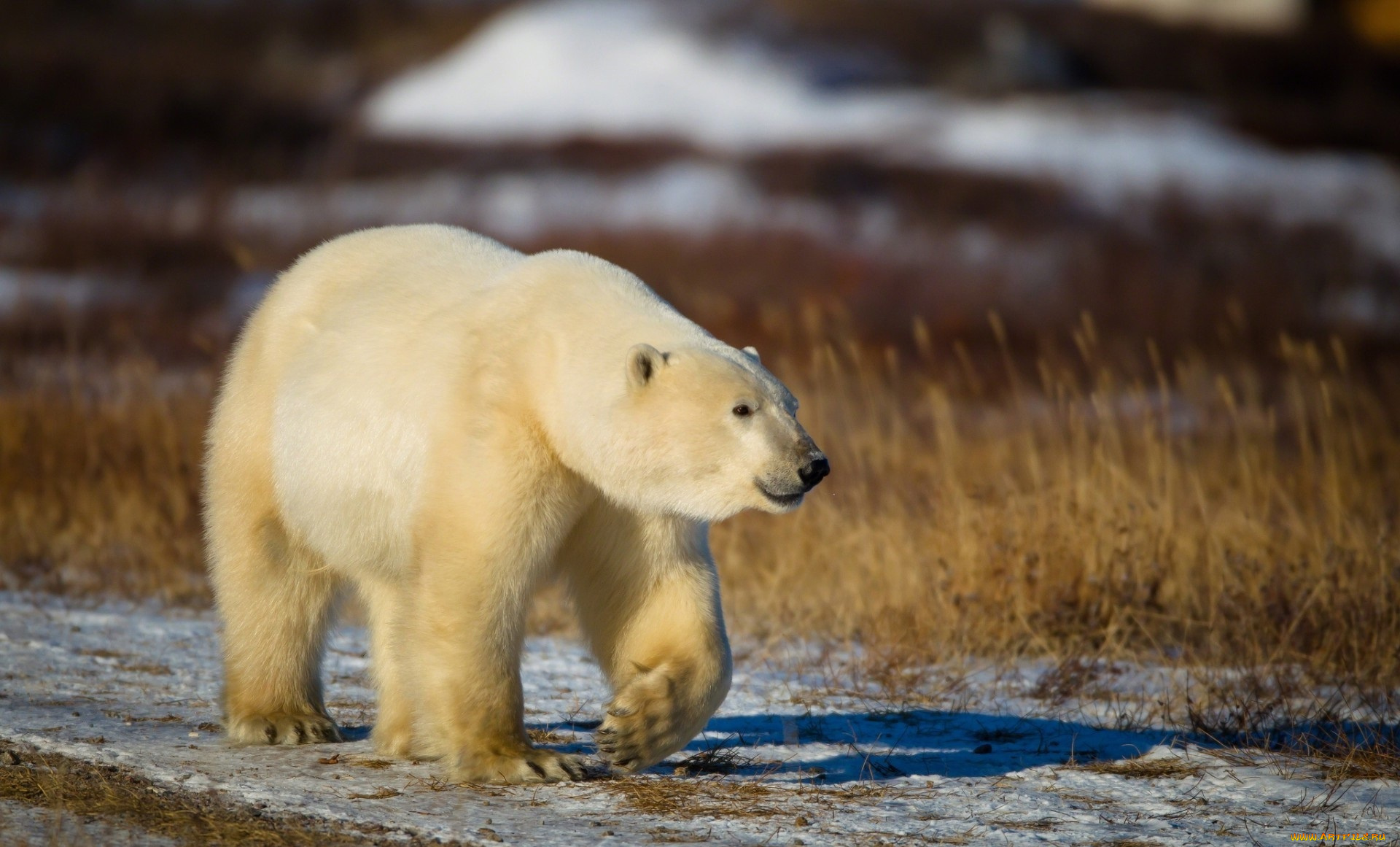 животные, медведи, взгляд
