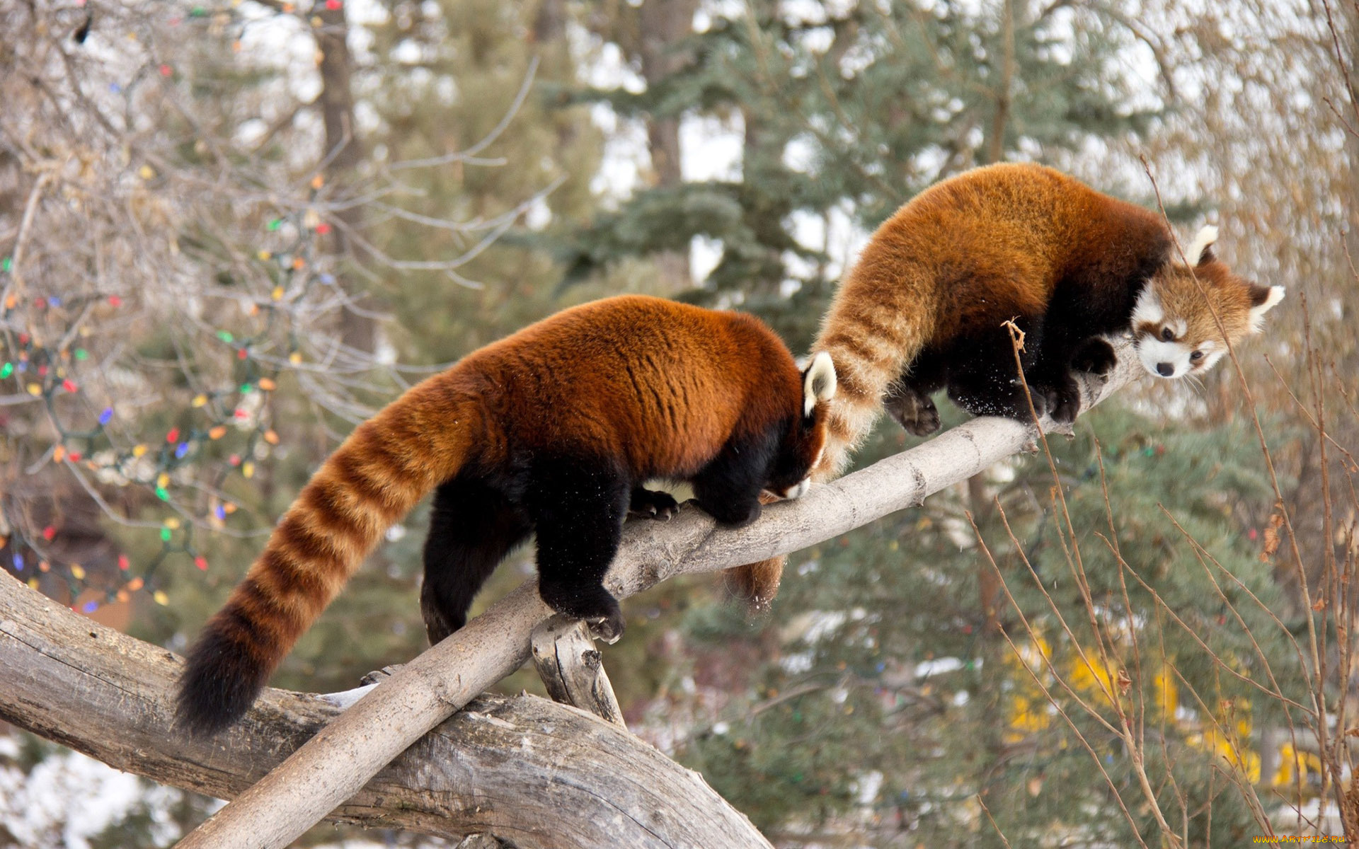 животные, еноты, ветка