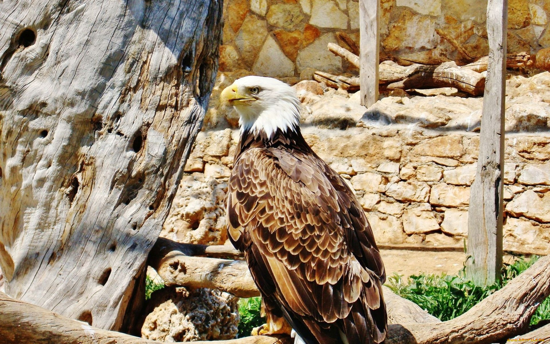 животные, птицы, -, хищники, клюв