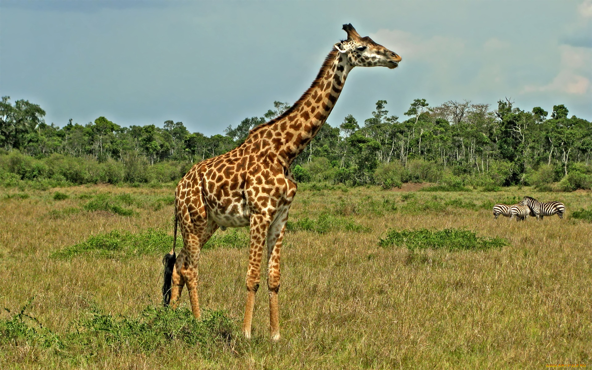 животные, жирафы, сафари