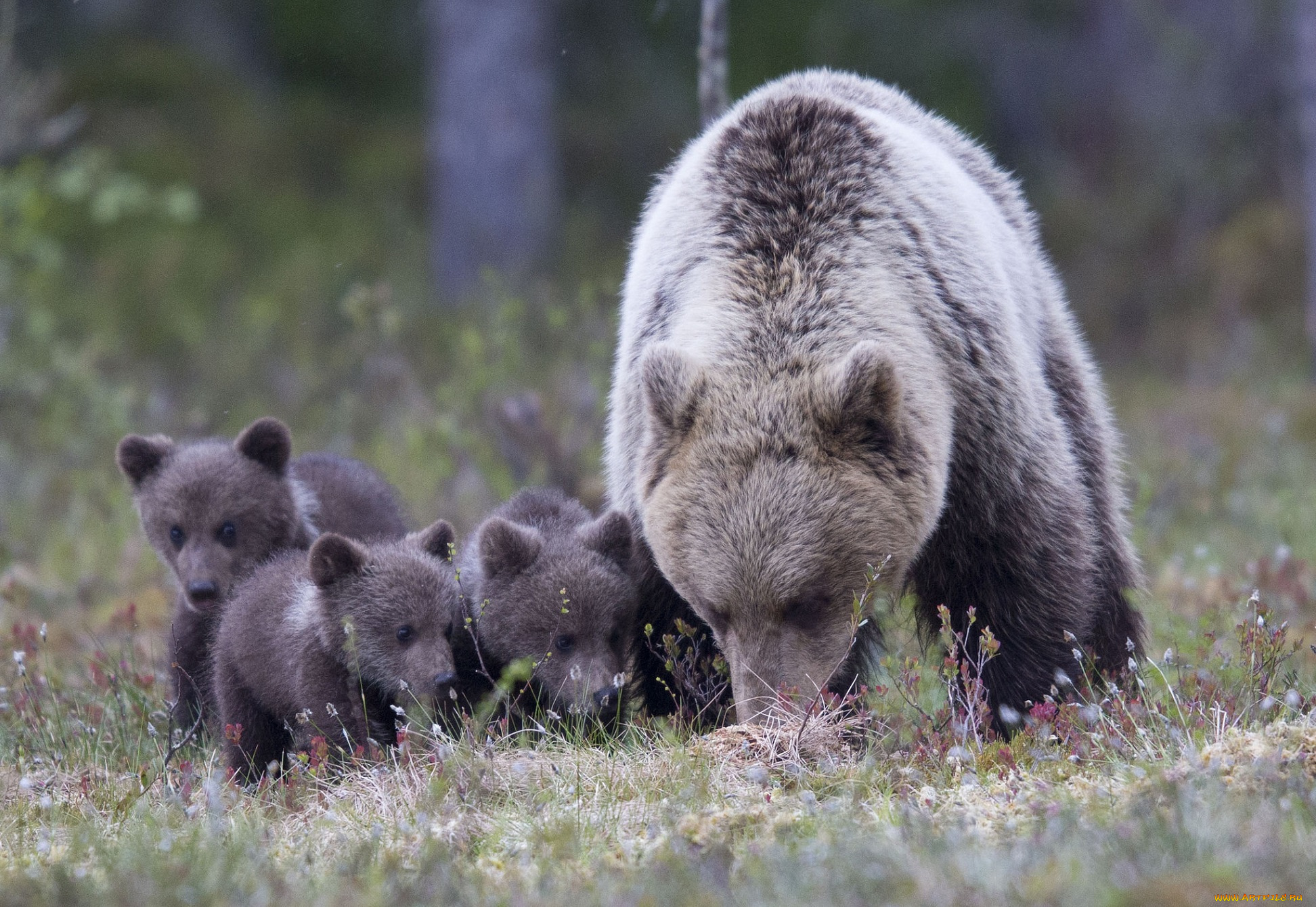 животные, медведи, медвежата, семья, медведица