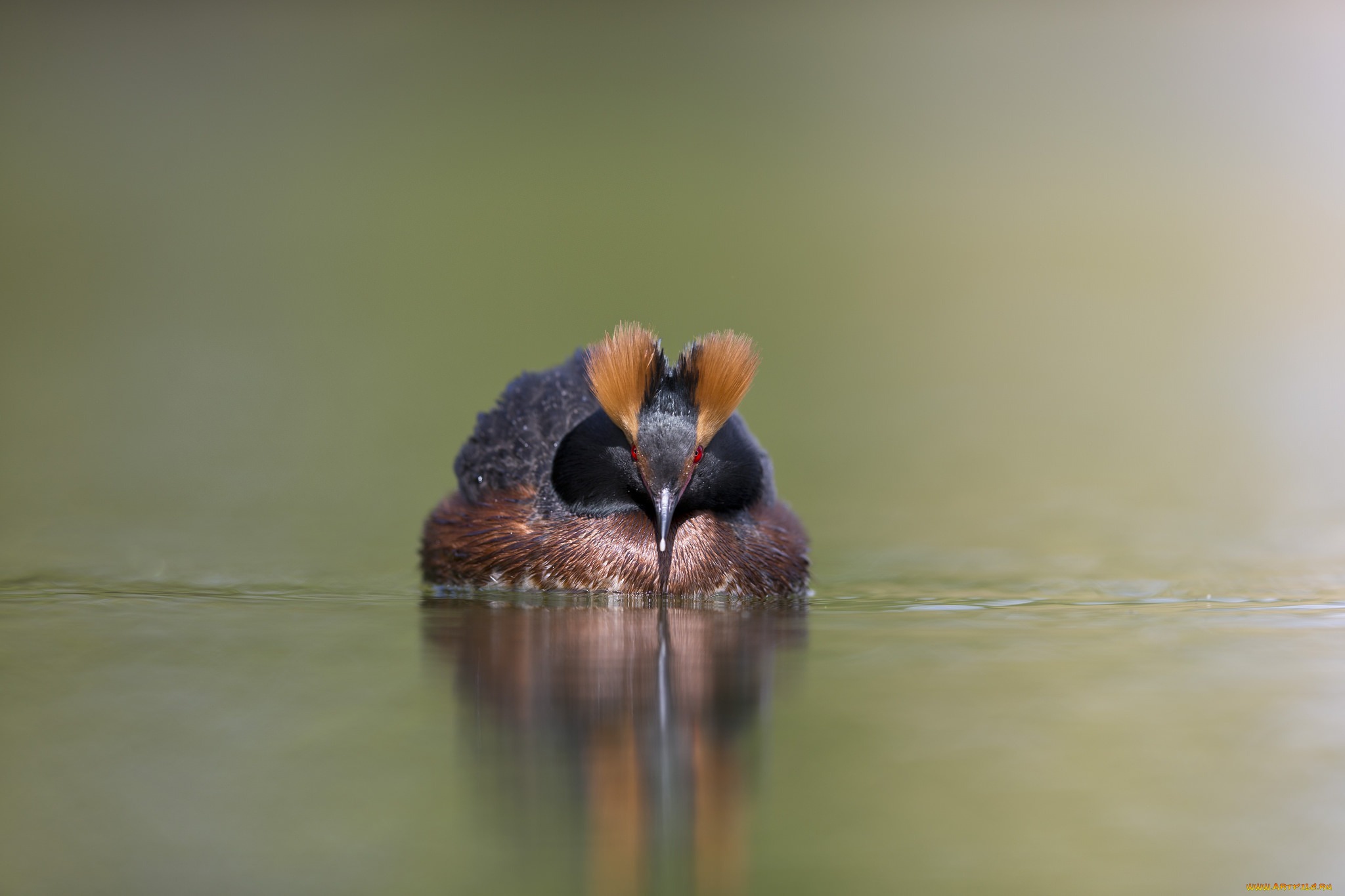 животные, Чомги, , поганки, озеро, птица, плывёт