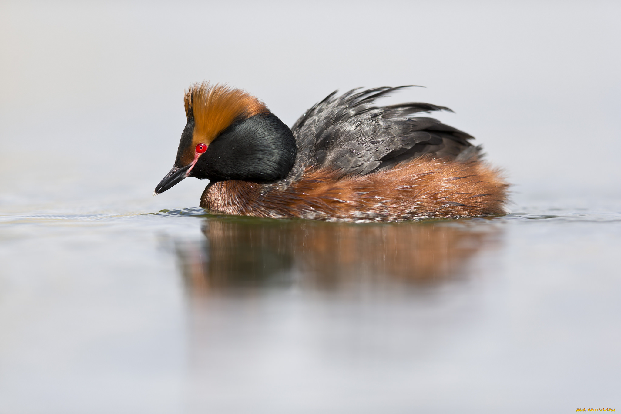 животные, Чомги, , поганки, вода, озеро, птица, утка, плавание