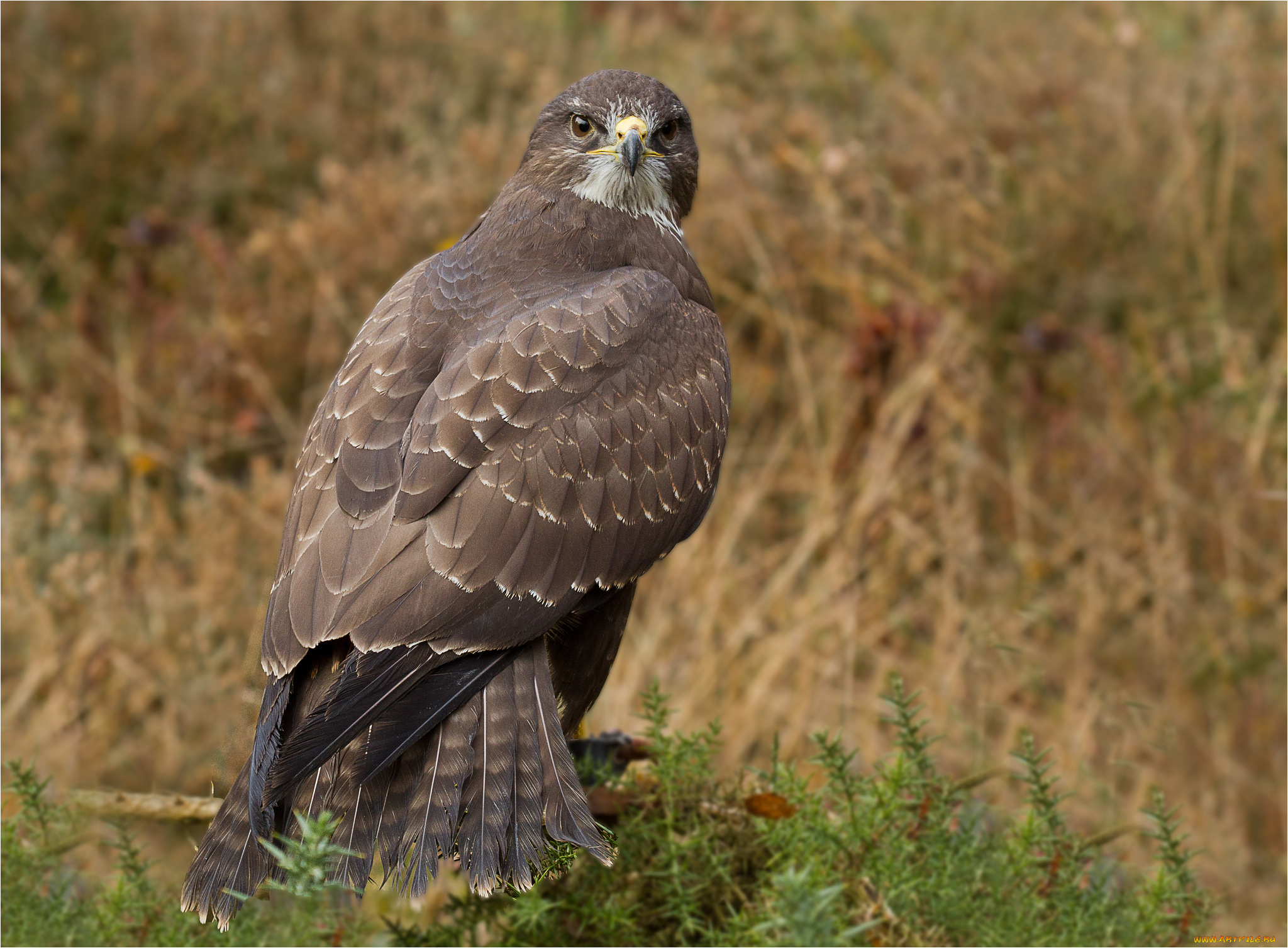 животные, птицы, -, хищники, ястреб, канюк, хищник, птица, взгляд