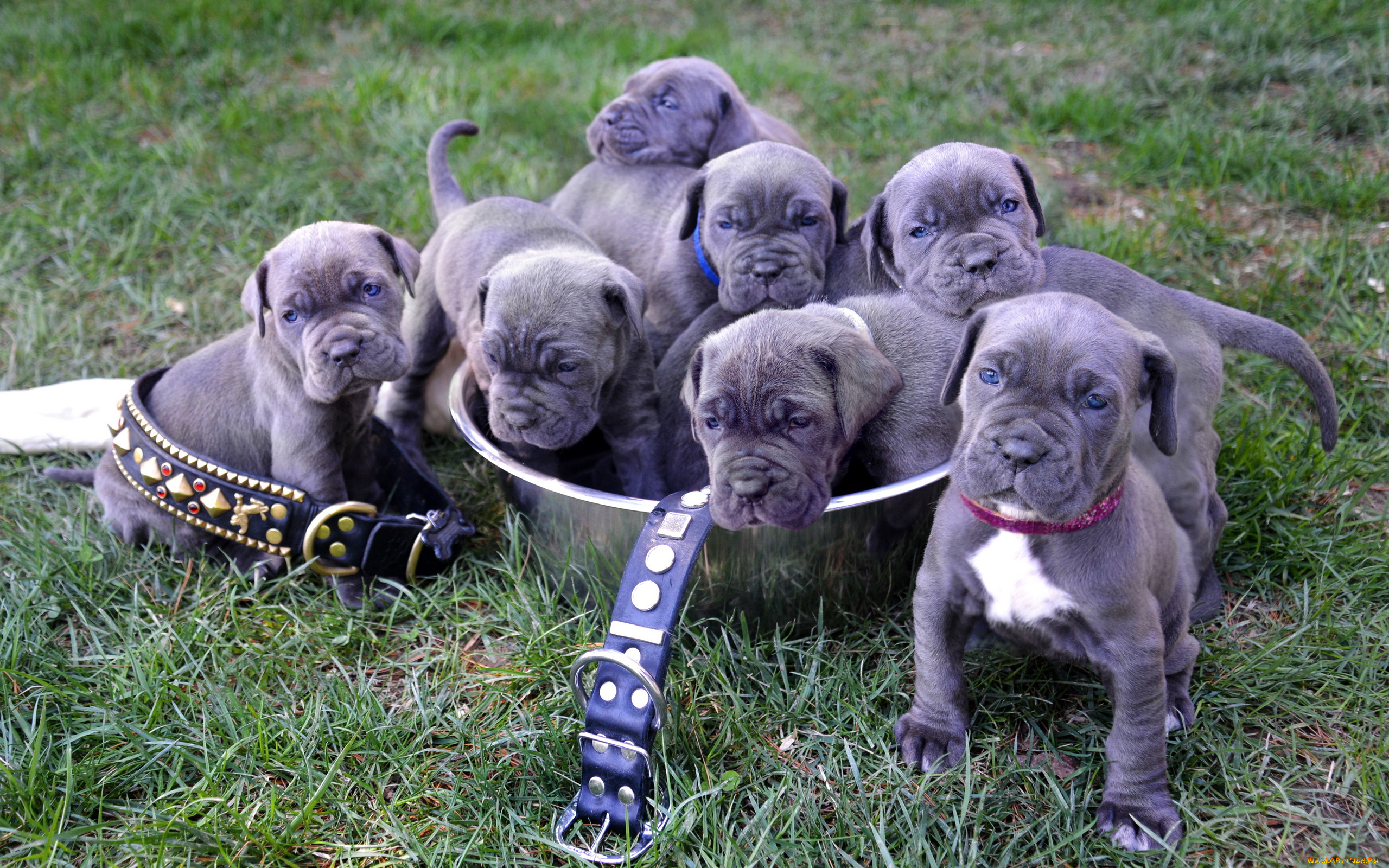 животные, собаки, neapolitan, mastiff, puppies, щенки