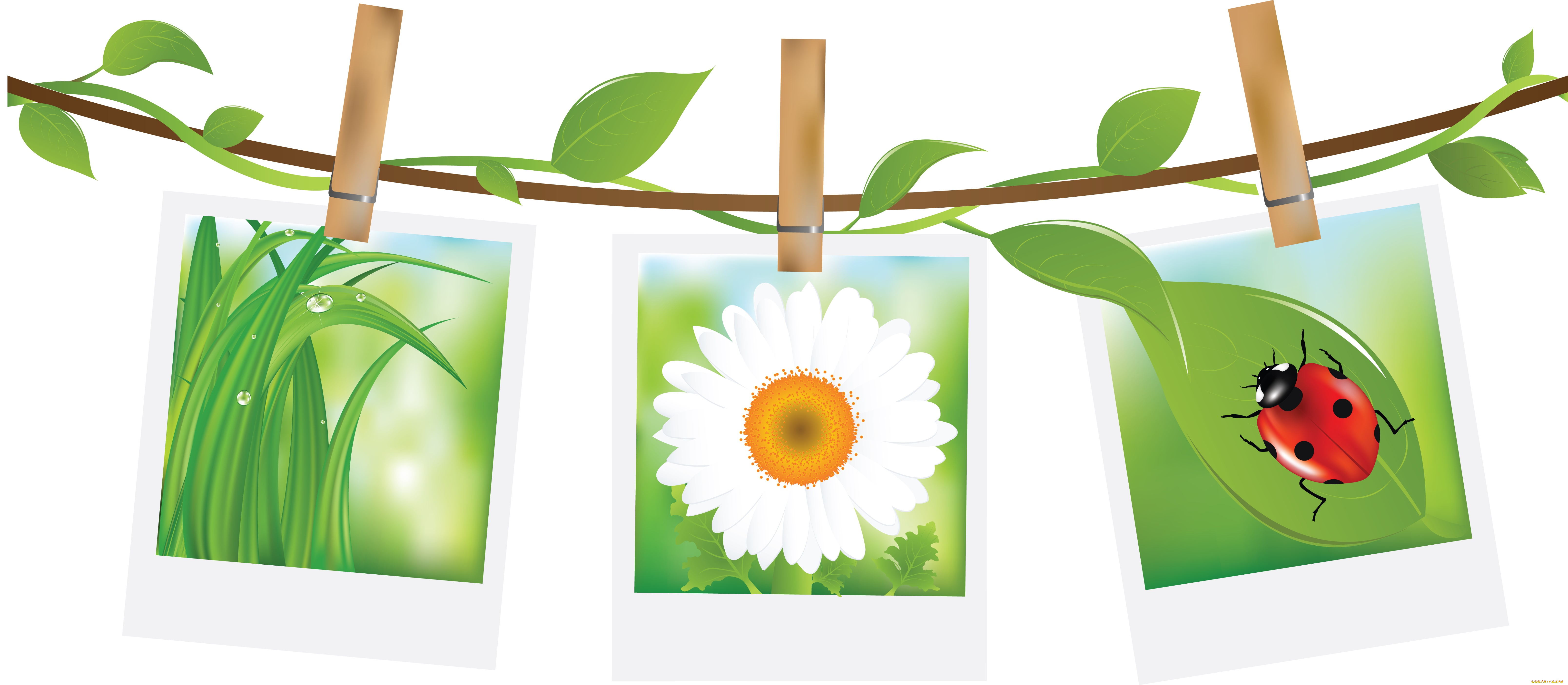 векторная, графика, цветы, листья, ветка, насекомое