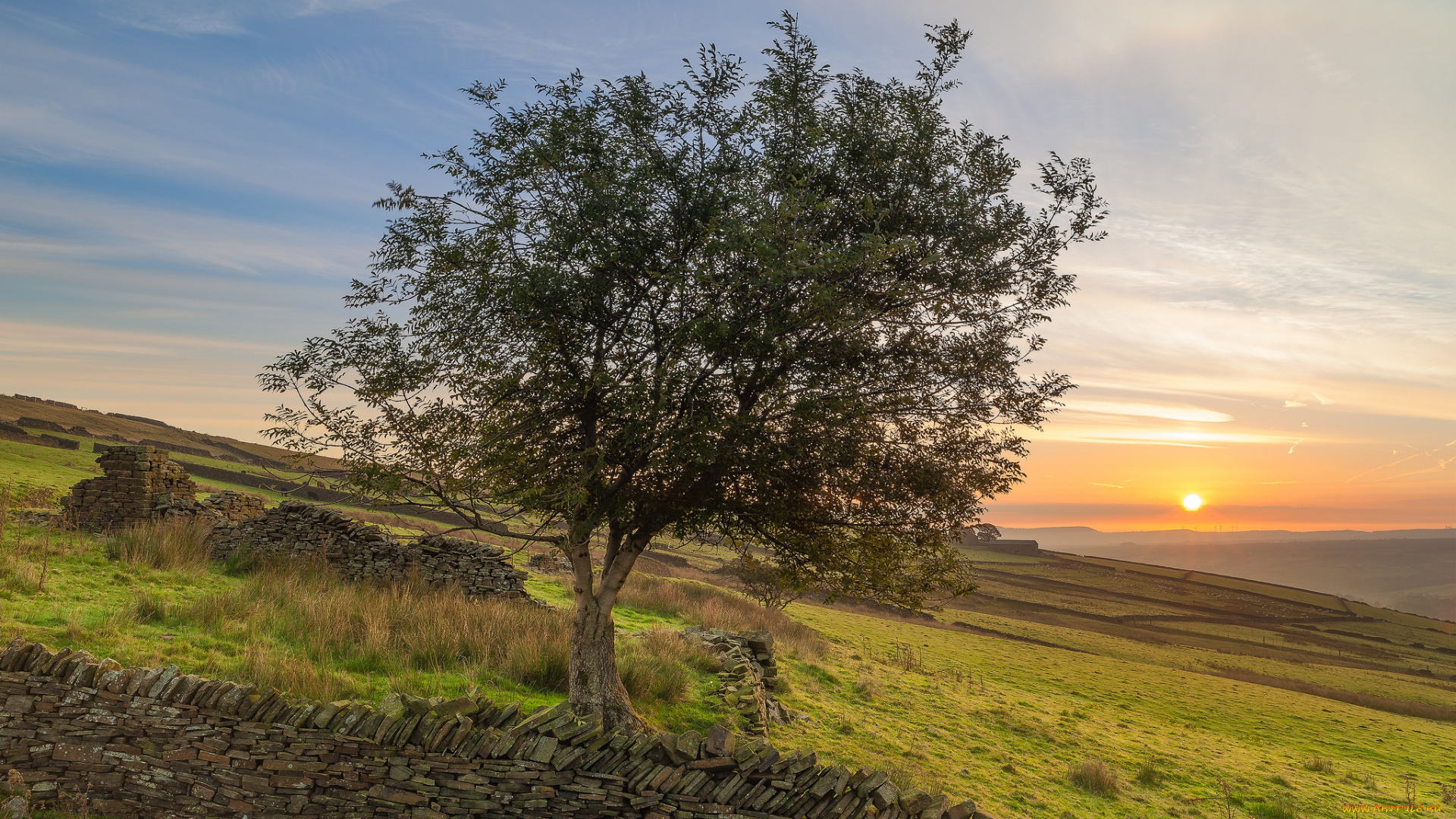 природа, деревья, дерево, склон