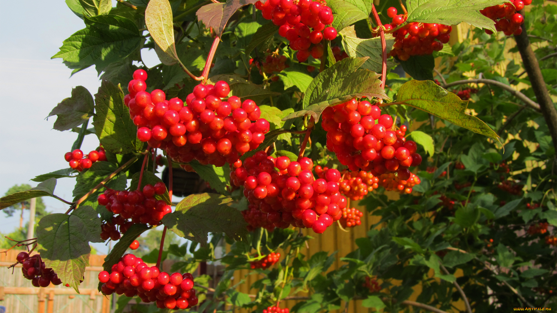 природа, Ягоды, , калина, красные, ягоды, осень