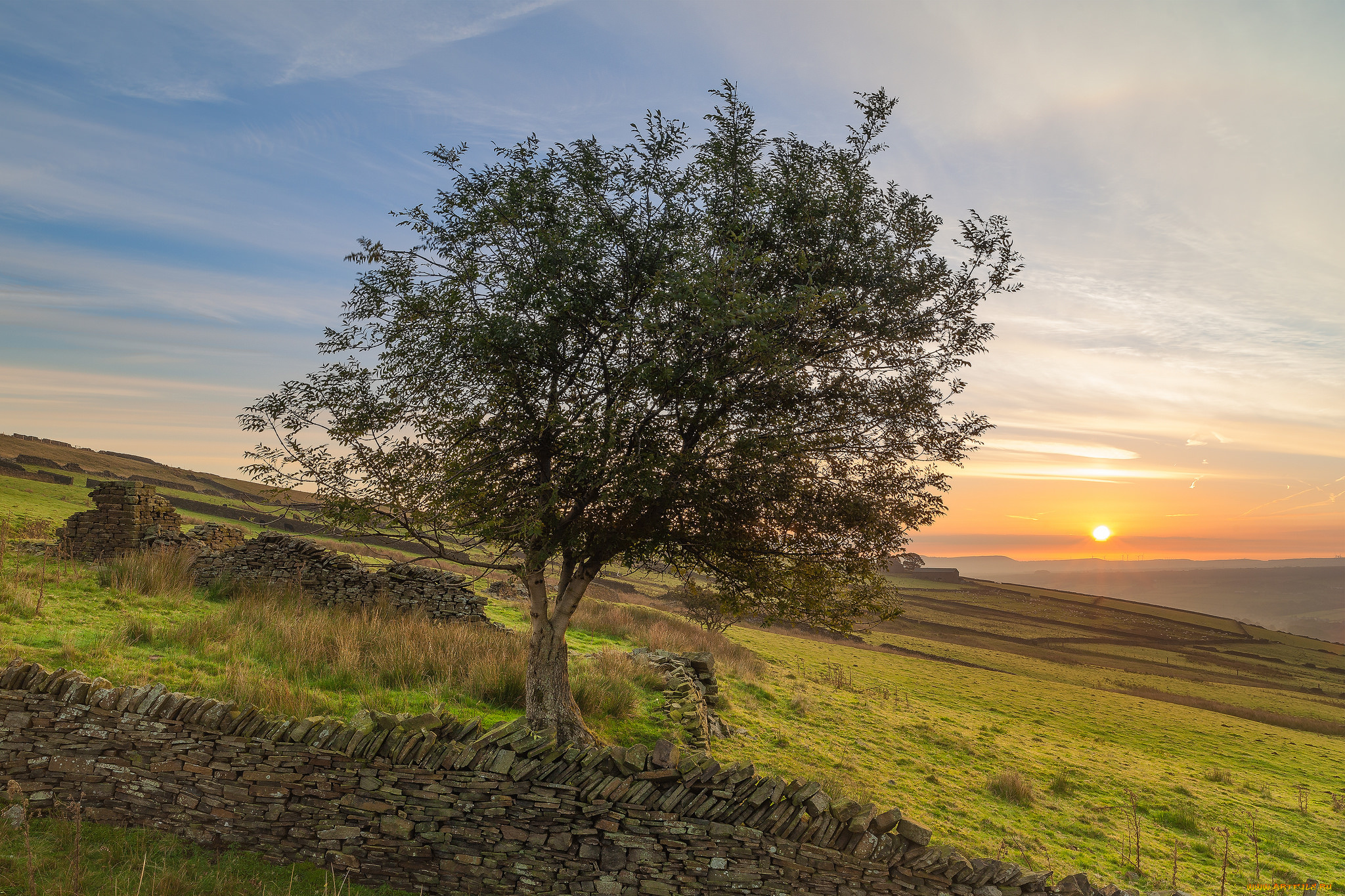 природа, деревья, дерево, склон