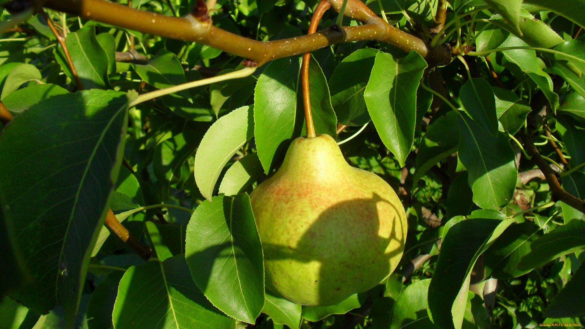 природа, плоды, груша, ветка
