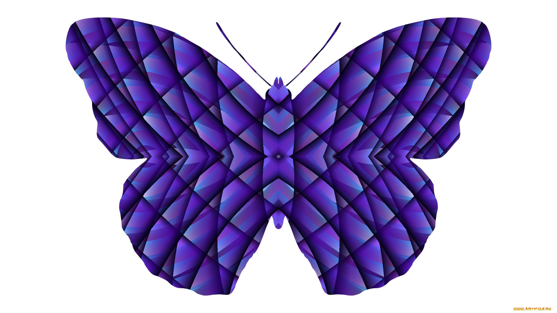 векторная, графика, животные, , animals, бабочка, фон