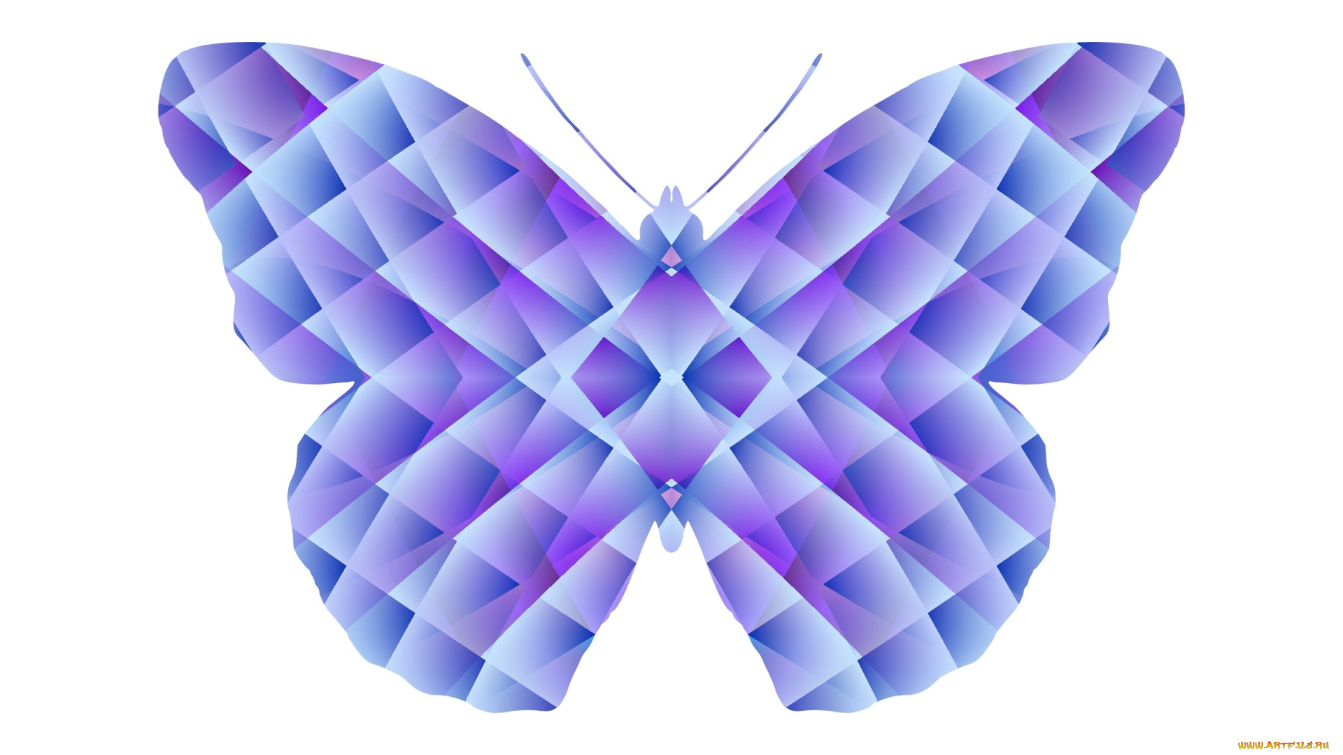 векторная, графика, животные, , animals, фон, бабочка