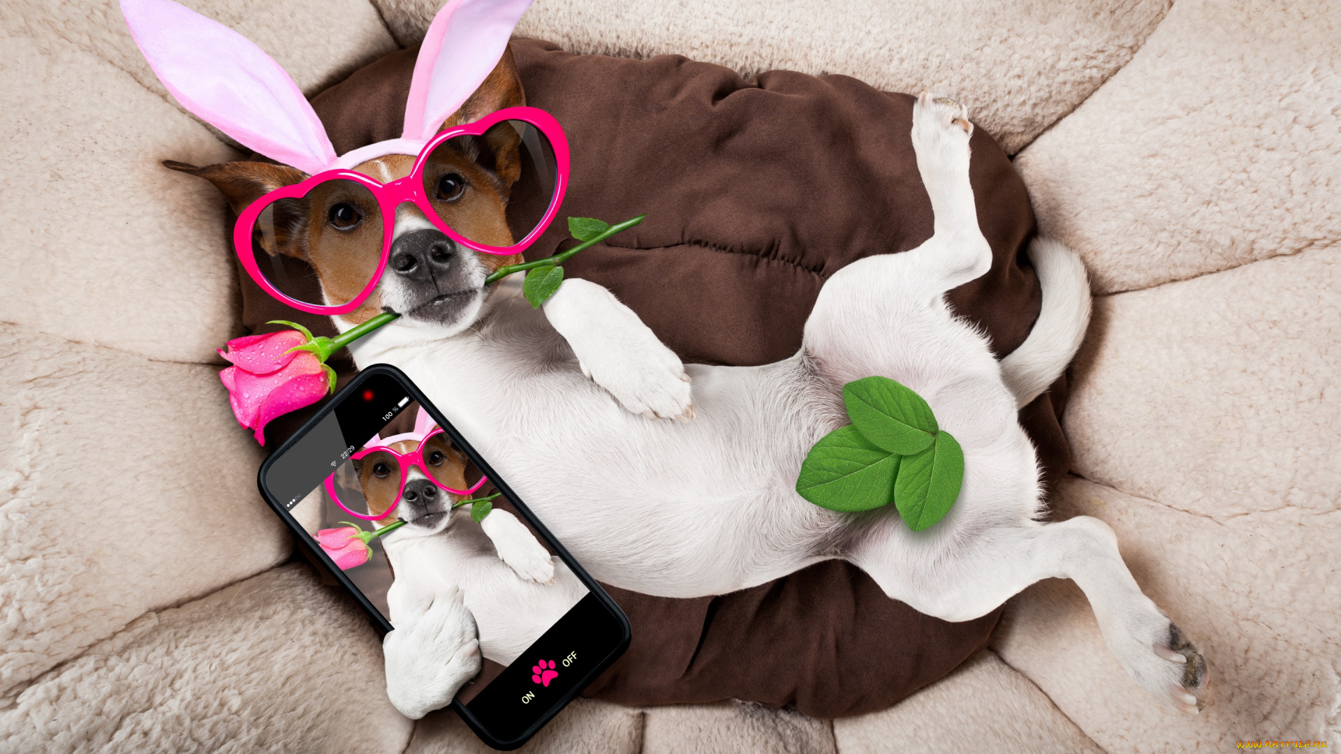 юмор, и, приколы, rose, holiday, happy, собака, сердечки, funny, роза, bunny, ears, pink, очки, уши, dog