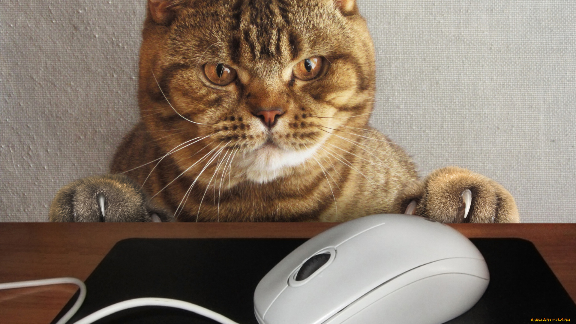 юмор, и, приколы, стол, когти, лапы, компьютерная, кот, коврик, мышка, морда, провод, ситуация, взгляд