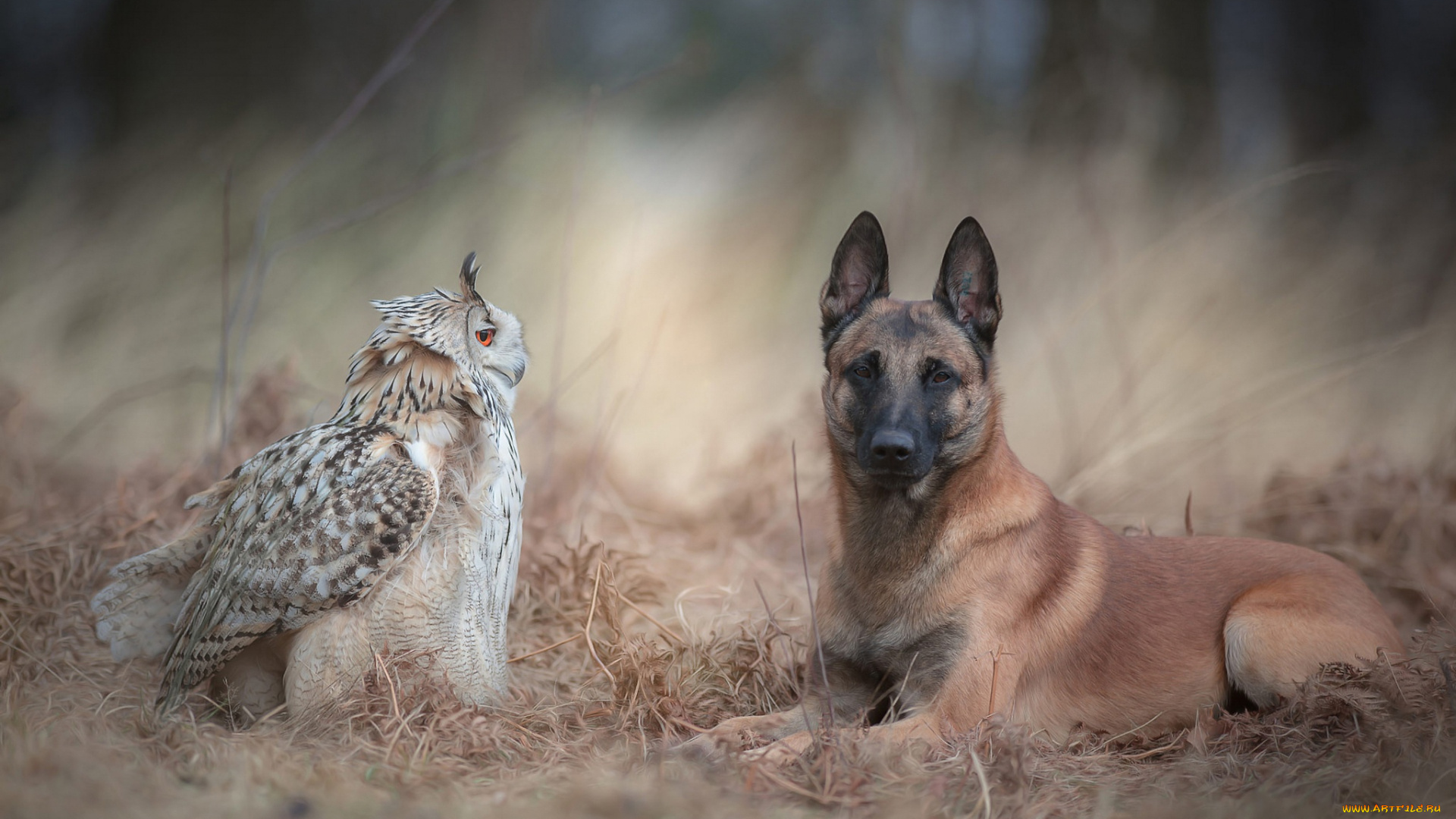 животные, разные, вместе, фон, бельгийская, овчарка, природа, осень, лес, трава, парочка, дружба, собака, птица, сова, филин