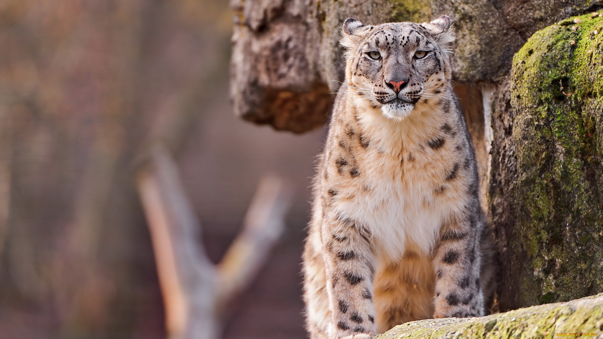 животные, снежный, барс, , ирбис, барс, мох, камни