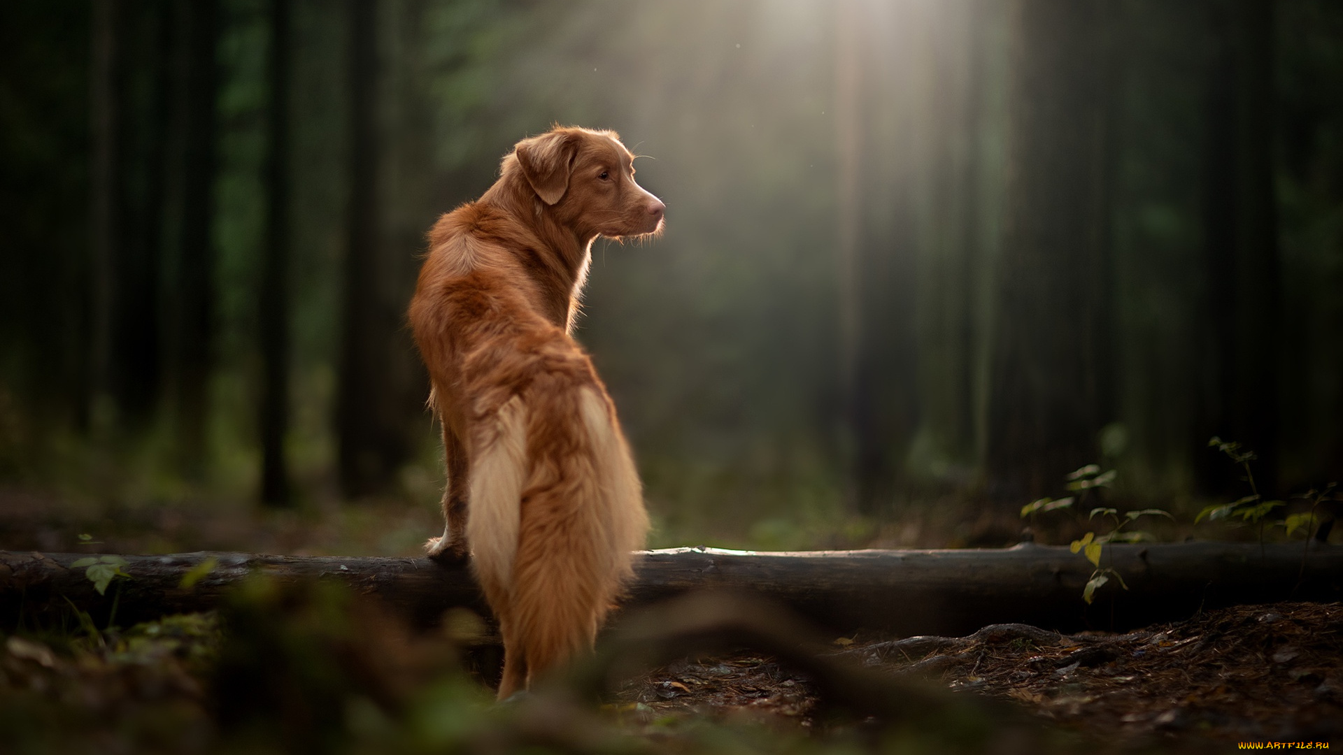 животные, собаки, лучи, лес, новошотландский, ретривер, бревно, собака