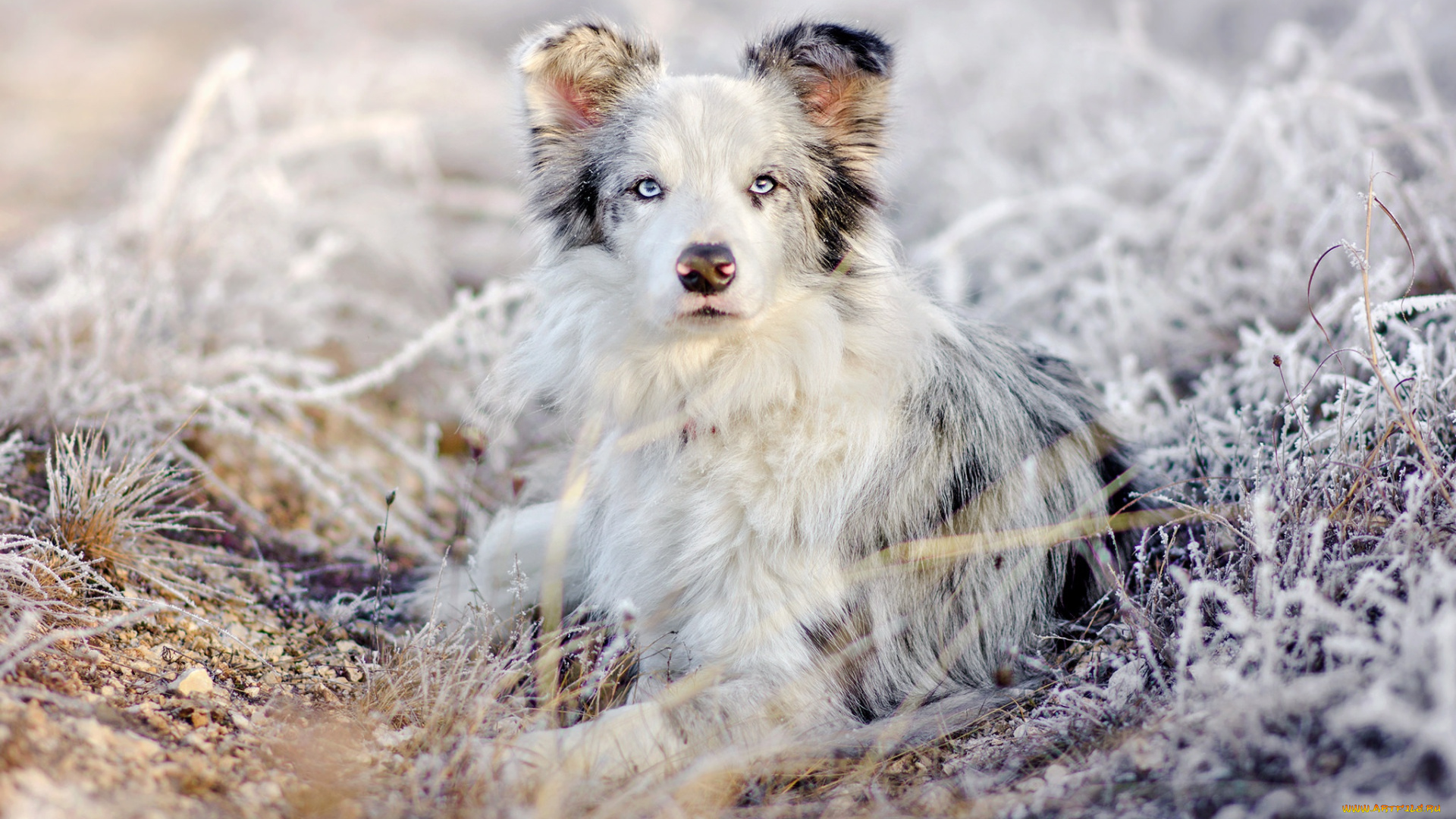 животные, собаки, взгляд, трава, природа, снег, иней, аусси, лежит, австралийская, овчарка, собака, зима, портрет