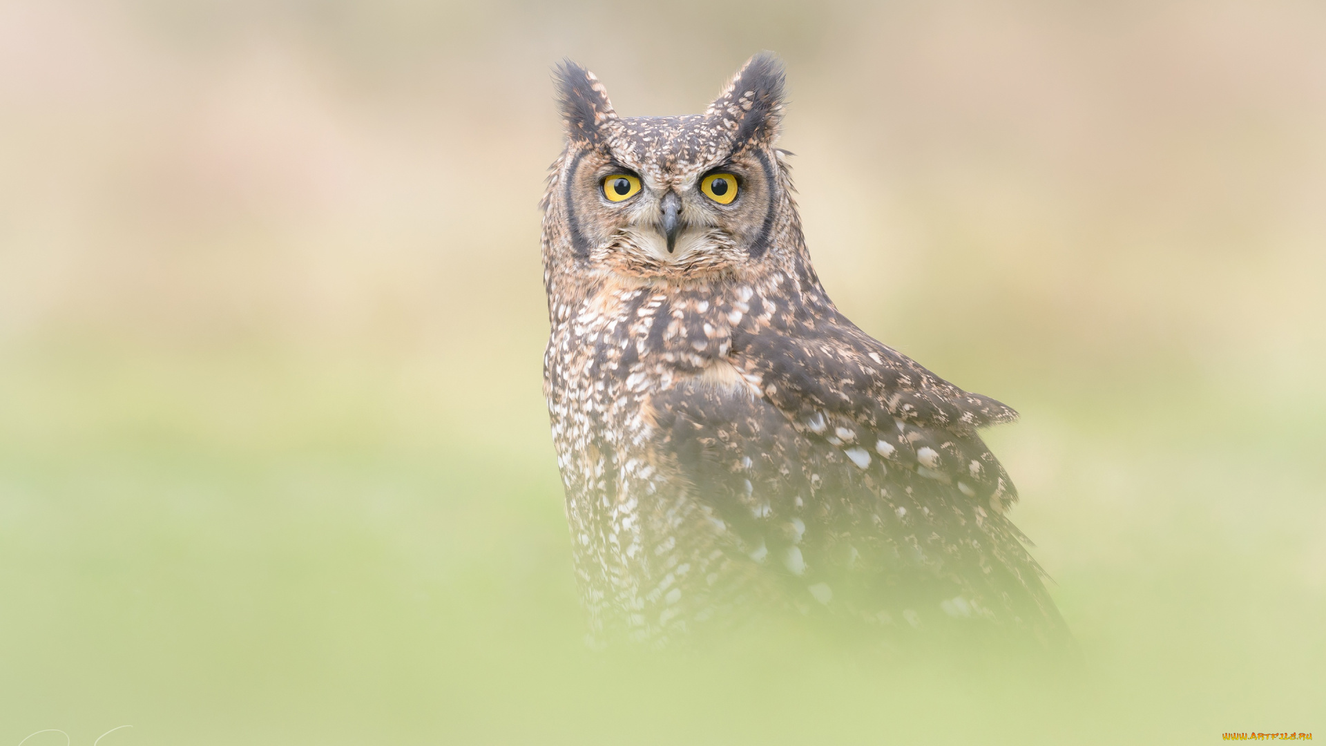 животные, совы, оперение, филин, портрет, размытый, птица, сова, фон, серый, туман, взгляд