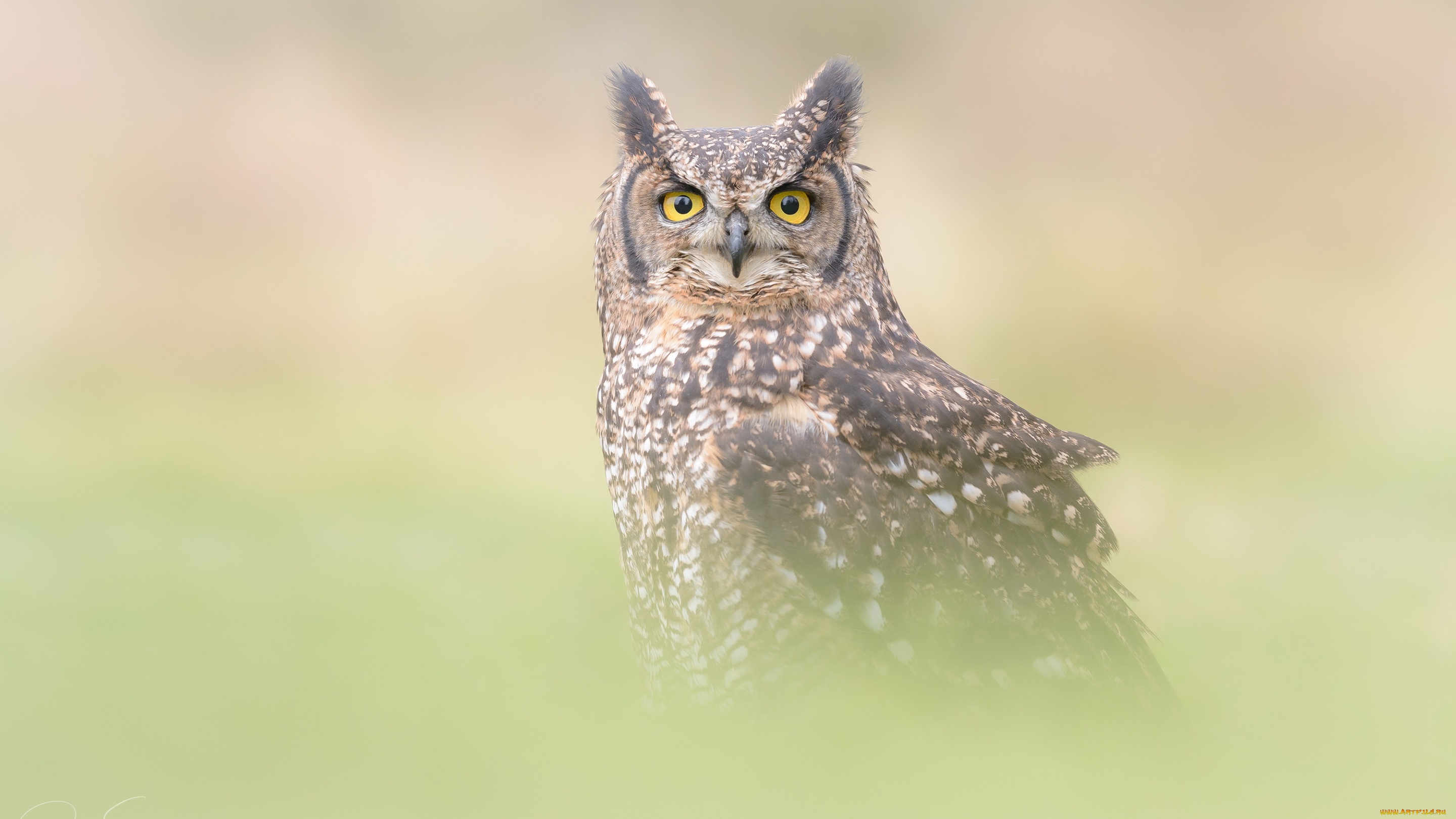 животные, совы, оперение, филин, портрет, размытый, птица, сова, фон, серый, туман, взгляд