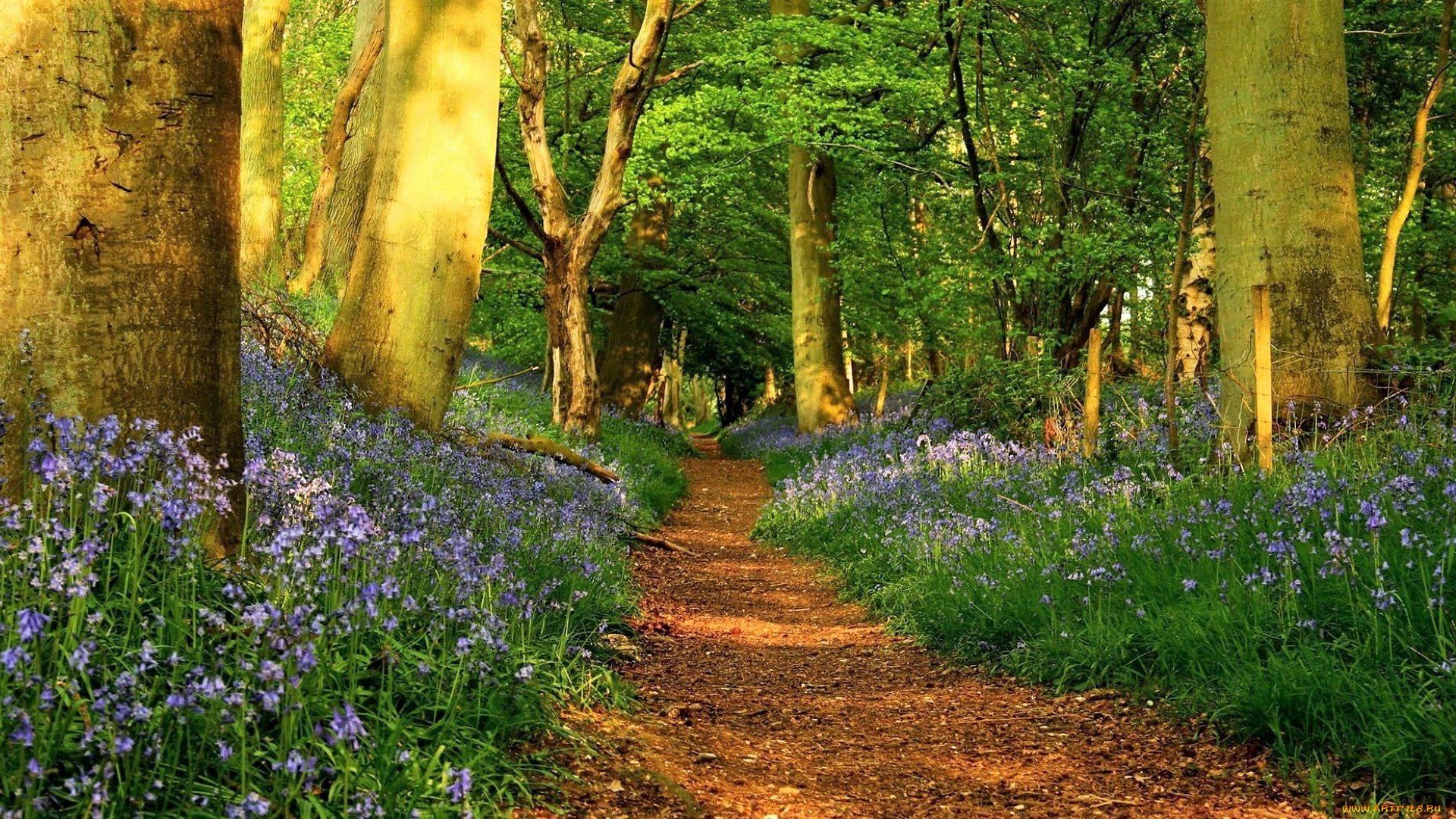 природа, лес, цветы, тропа