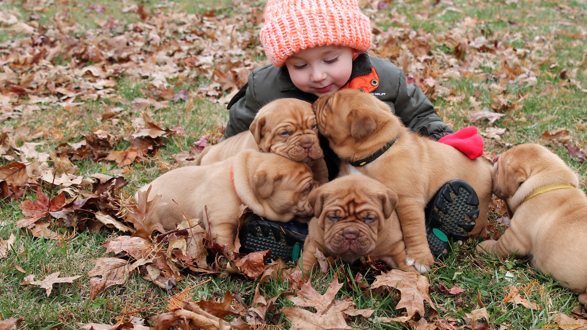разное, дети, ребенок, щенки, лужайка, листья