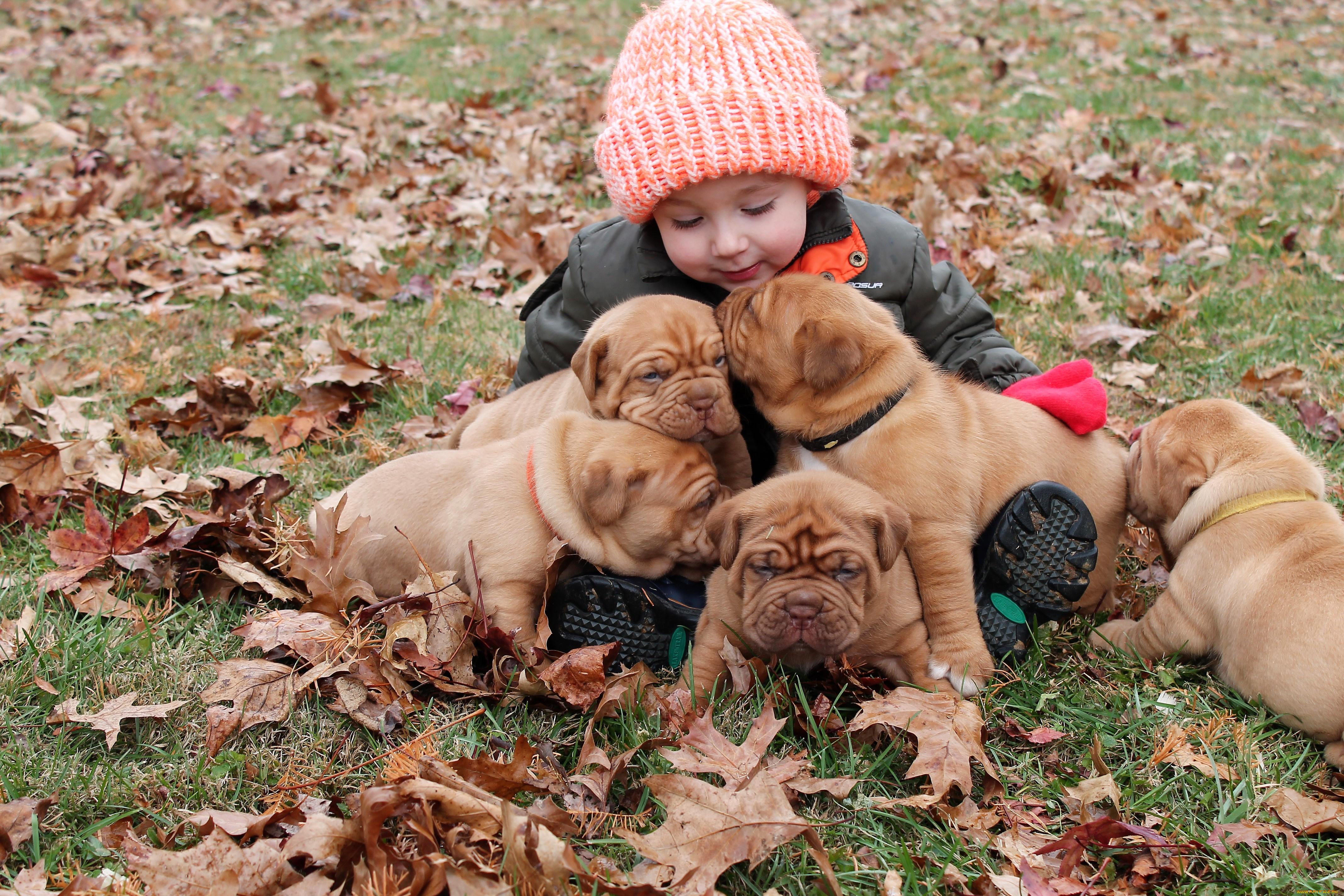 разное, дети, ребенок, щенки, лужайка, листья