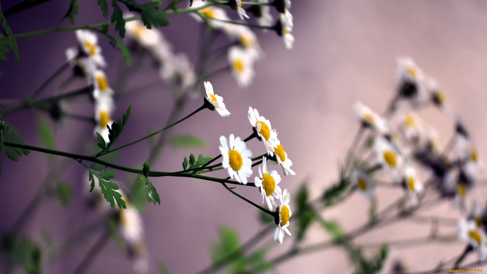 цветы, ромашки