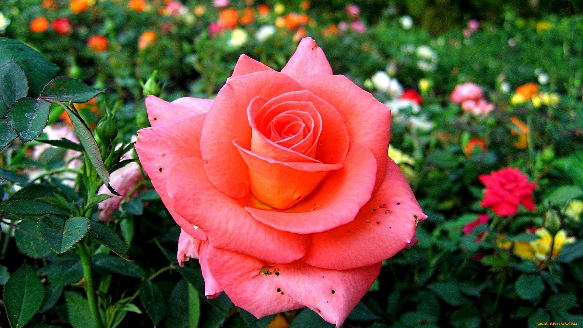 цветы, розы, сад, клумба