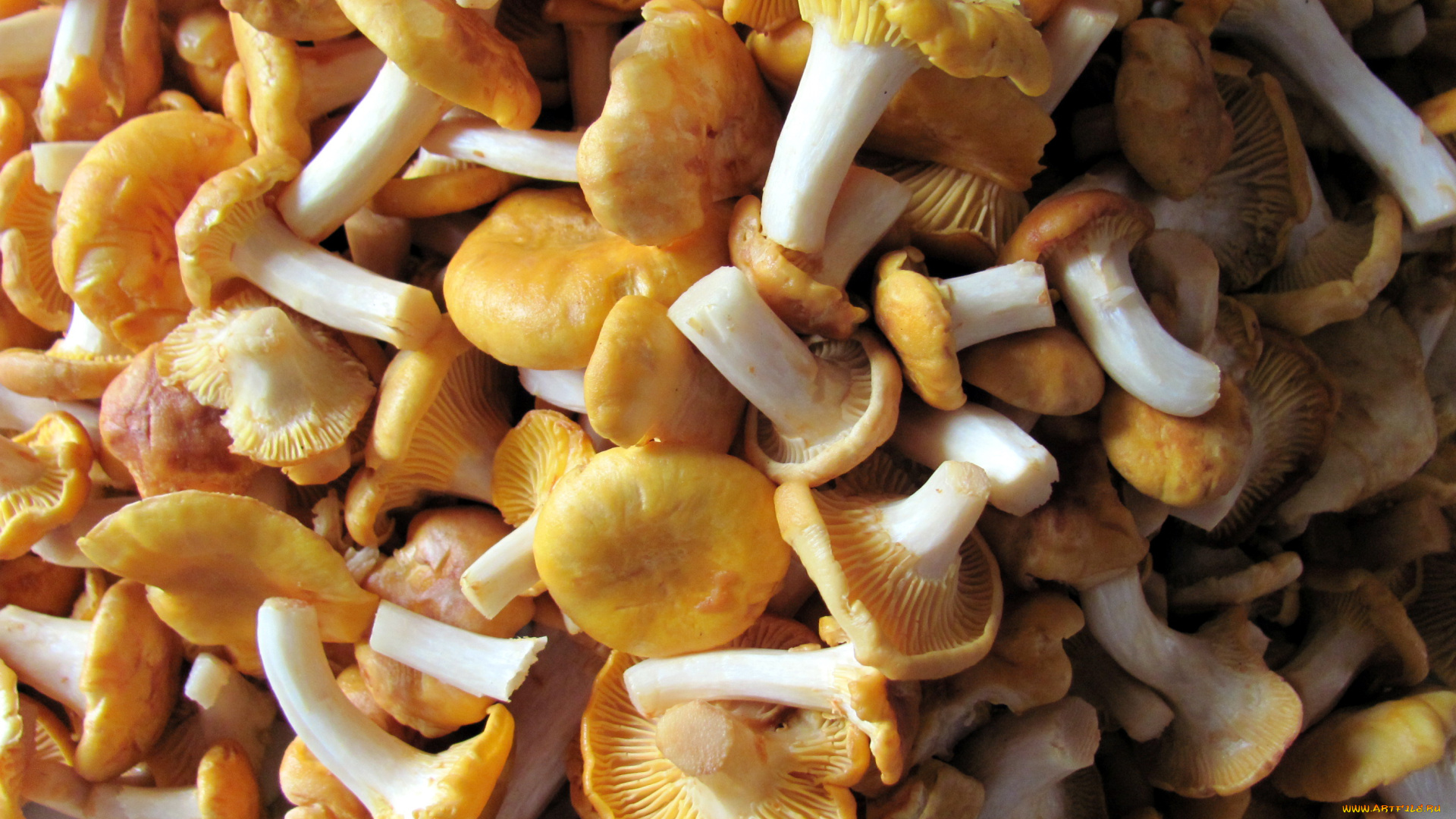 еда, грибы, , грибные, блюда, лисички