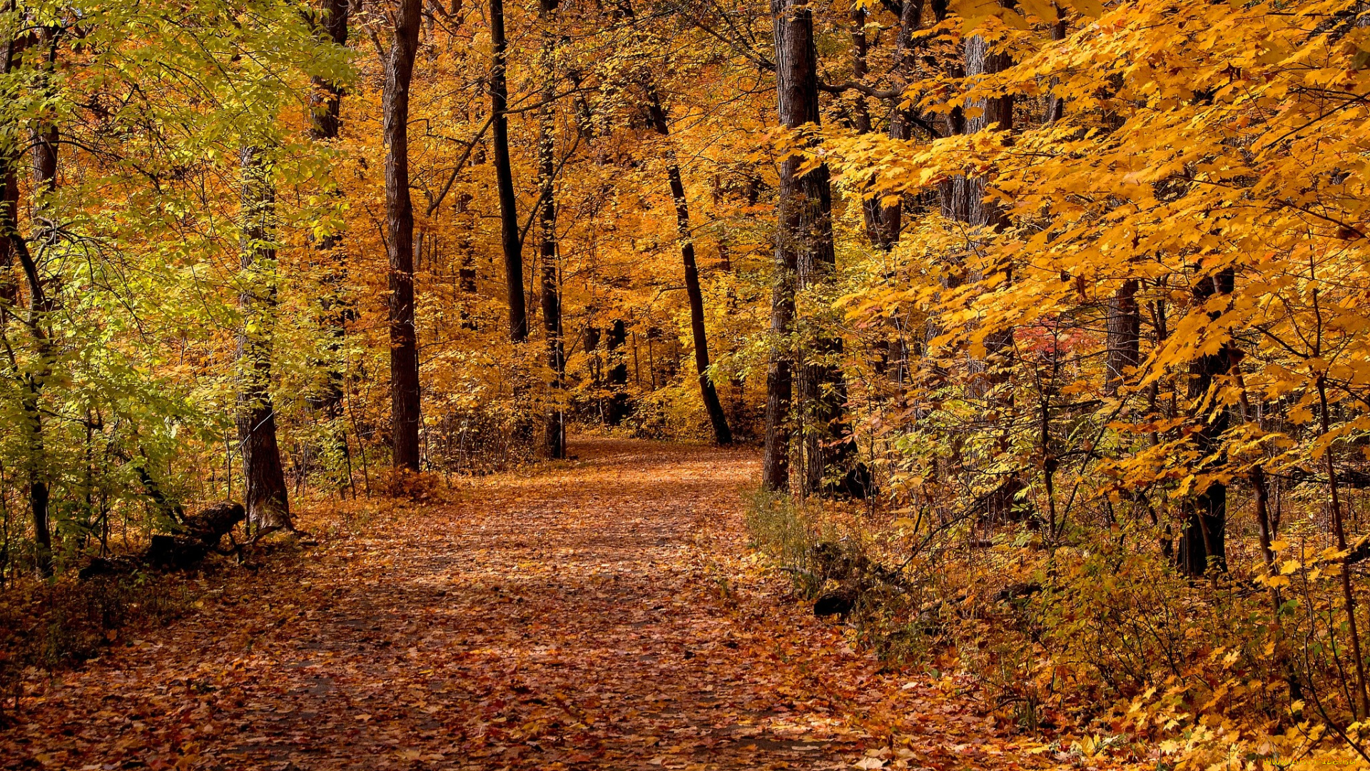 природа, дороги, лес, деревья, листья, дорожка, осень