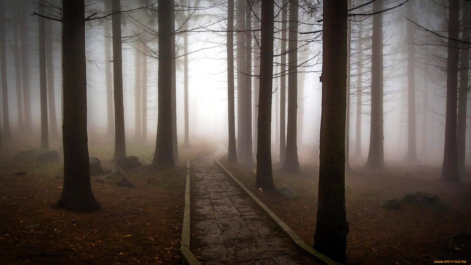 природа, лес, осень, листья, дорога, туман