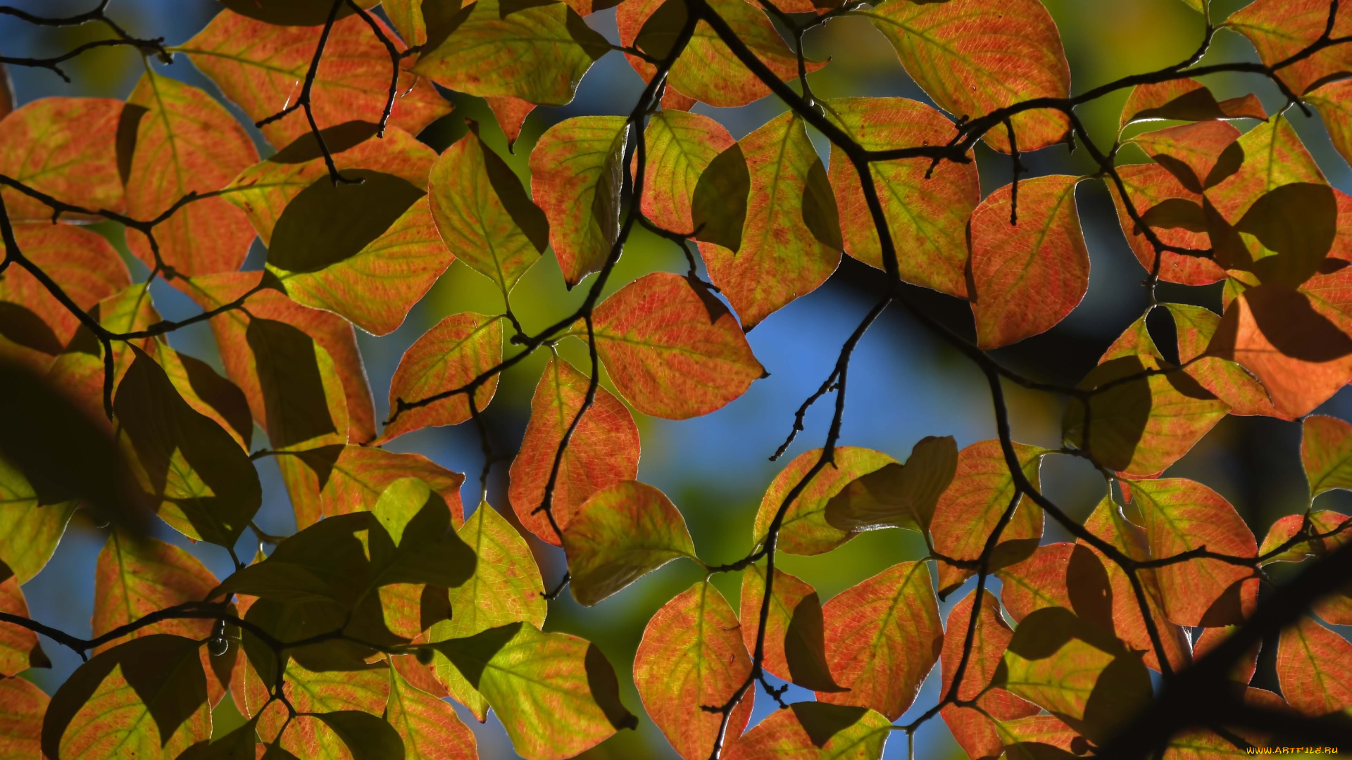 природа, листья, осень