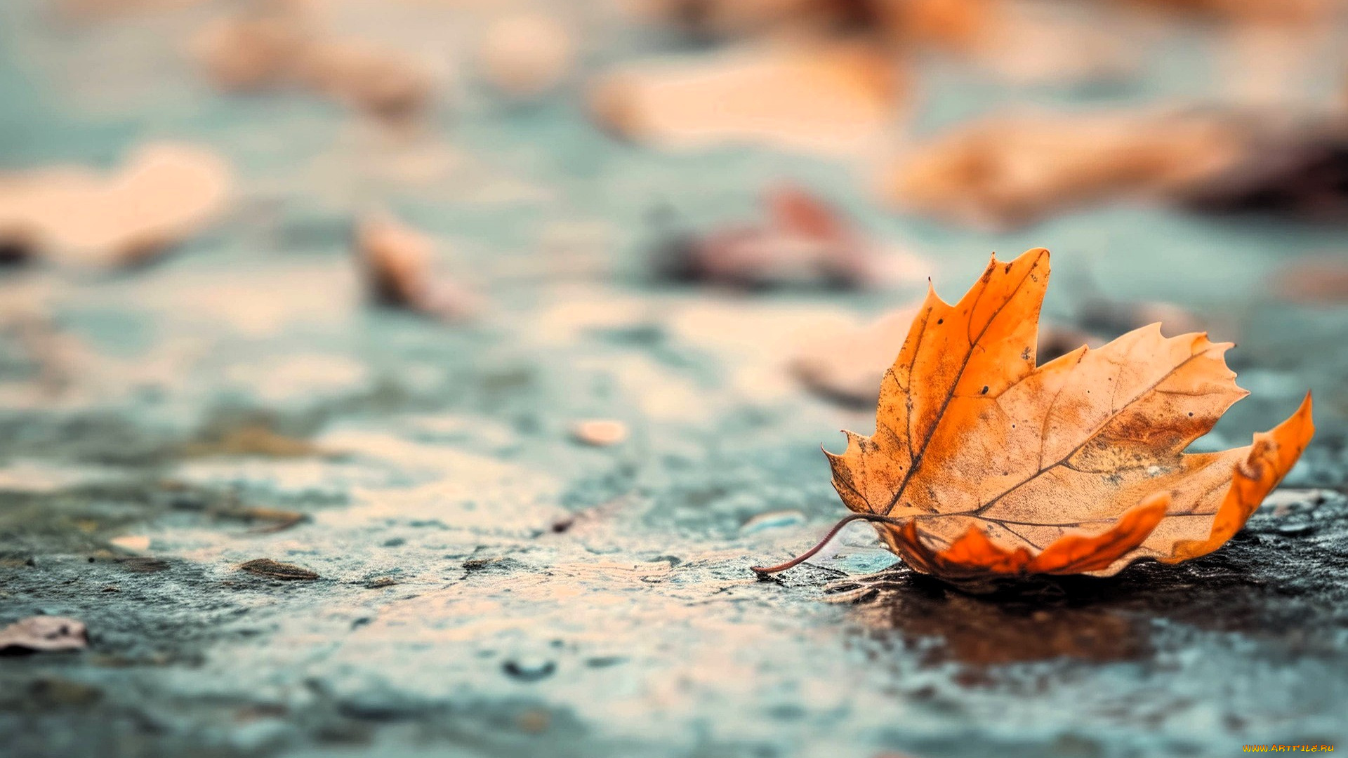 природа, листья, осень, асфальт