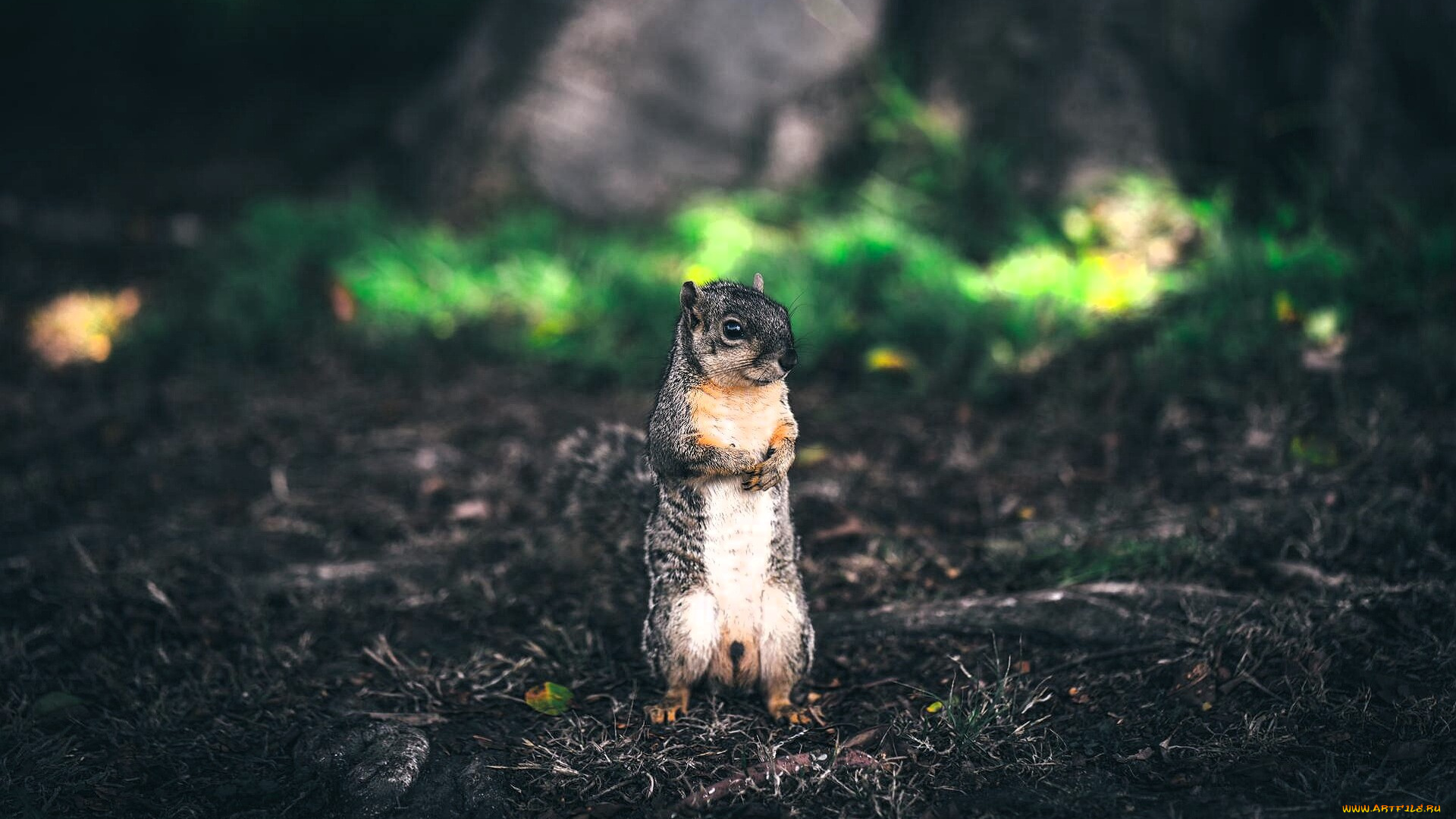 животные, белки, белка, земля