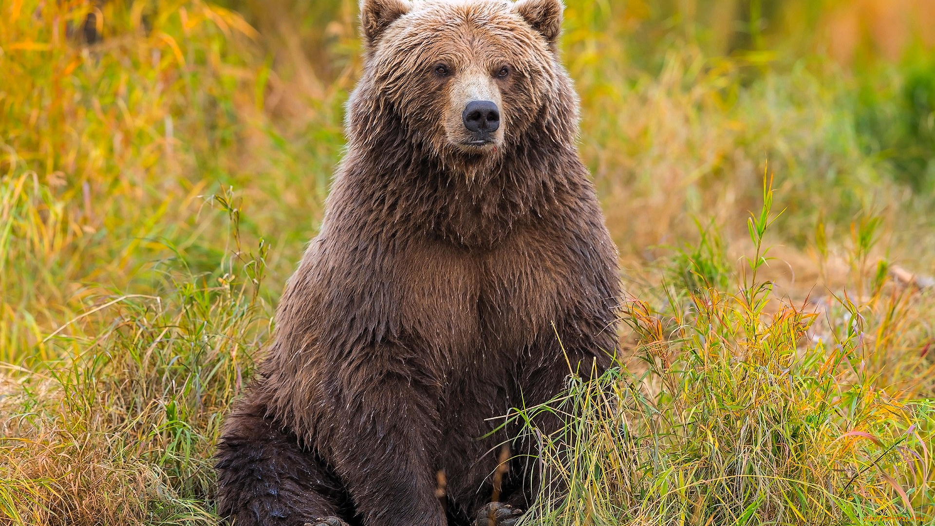 животные, медведи, медведь, бурый, трава