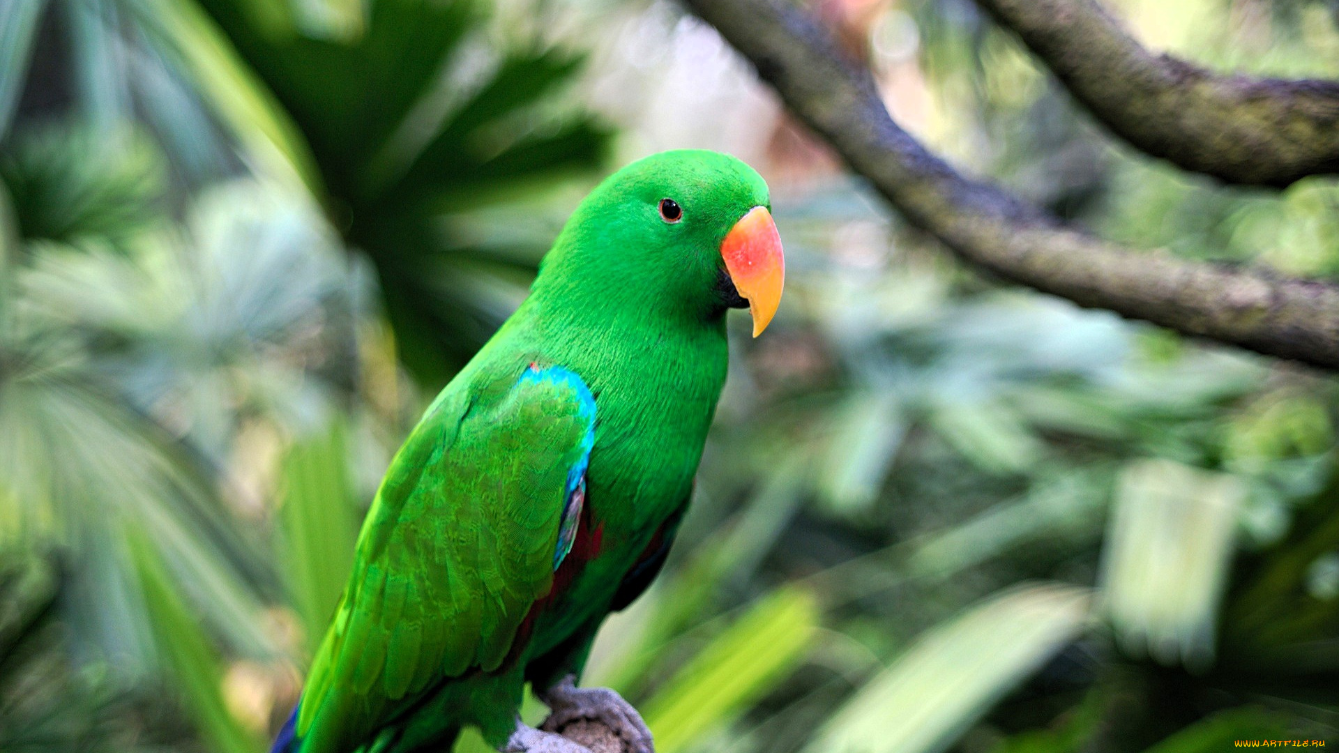 животные, попугаи, попугай, зеленый, ветки, дерево