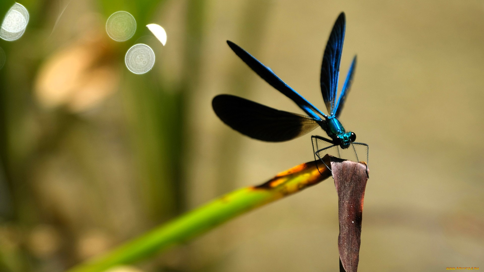 животные, стрекозы, стрекоза, стебель