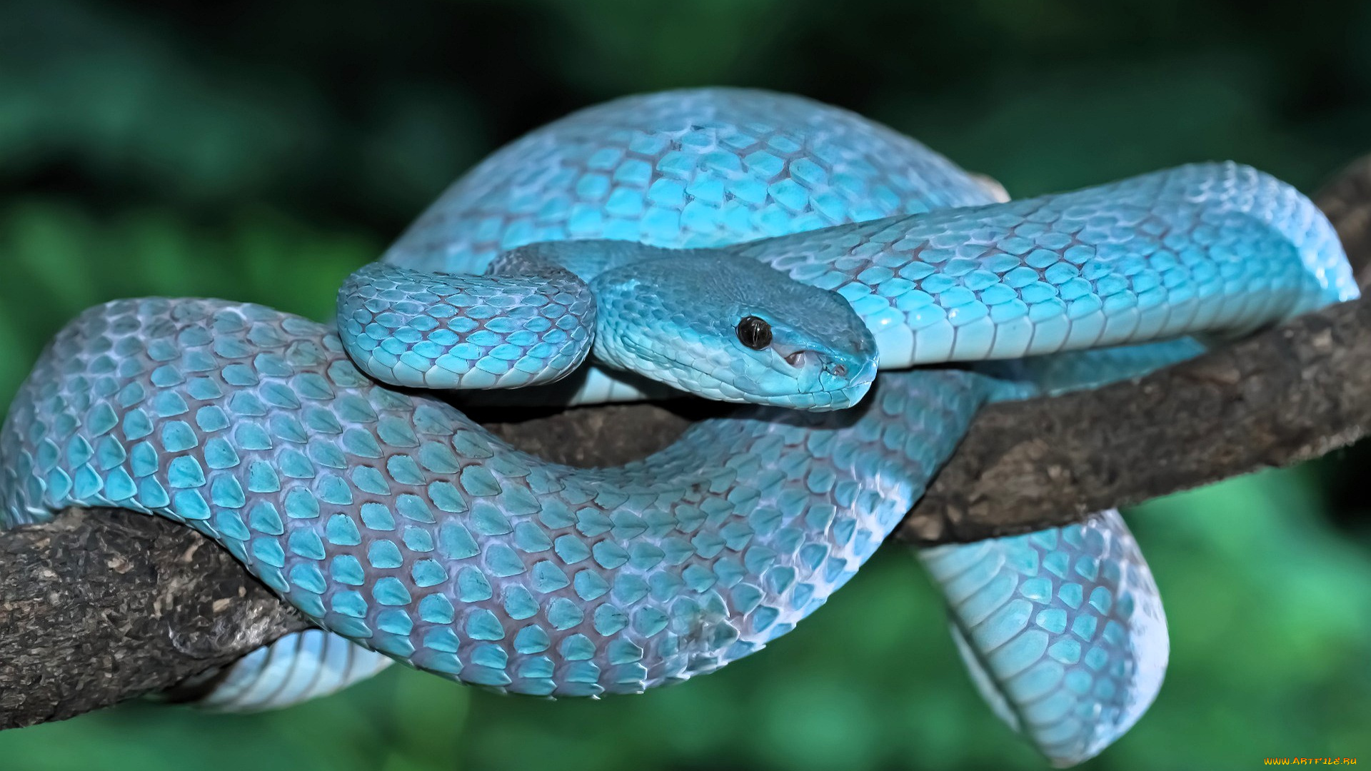 животные, змеи, , питоны, , кобры, змея, голубая, ветка, дерево