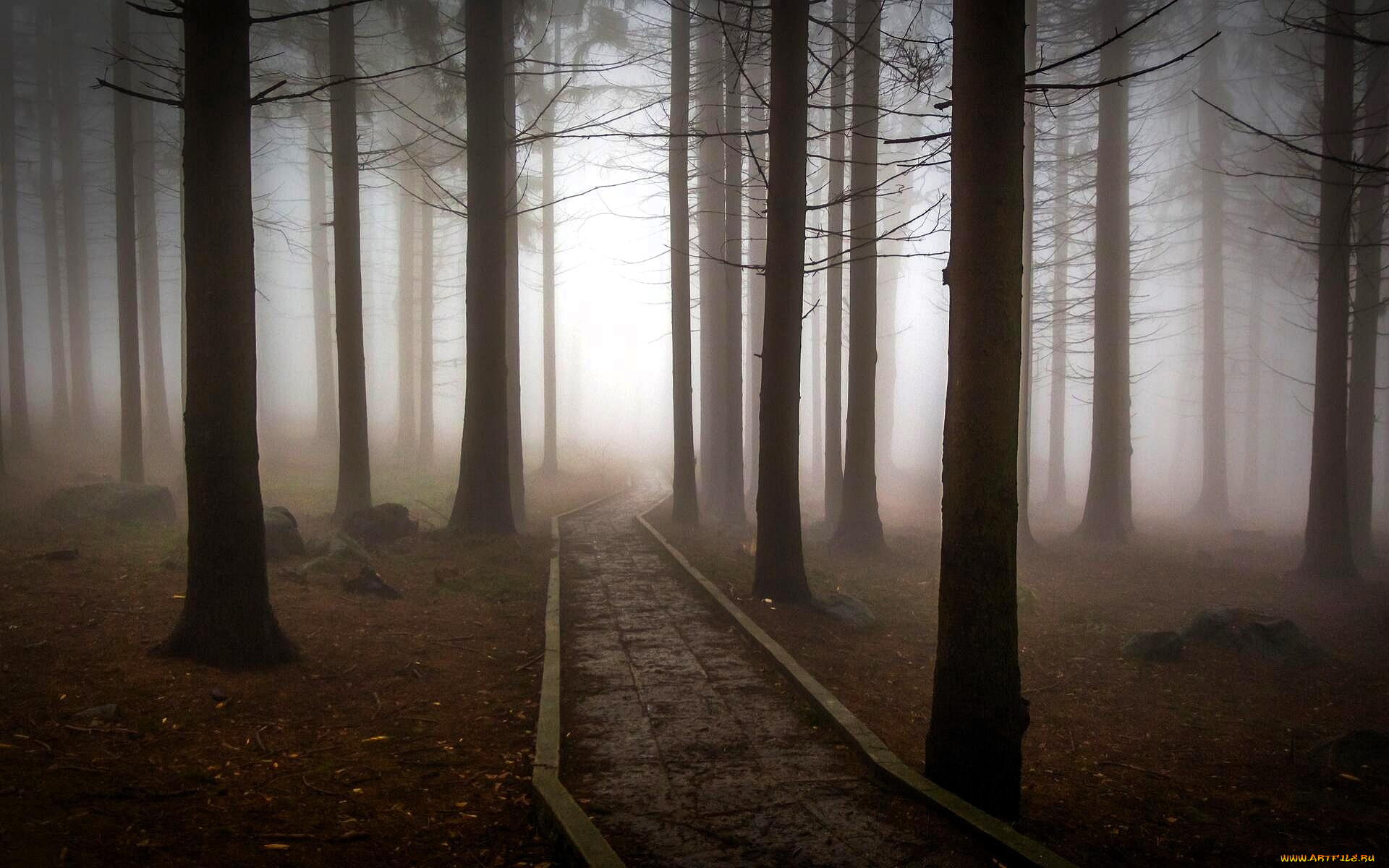 природа, лес, осень, листья, дорога, туман