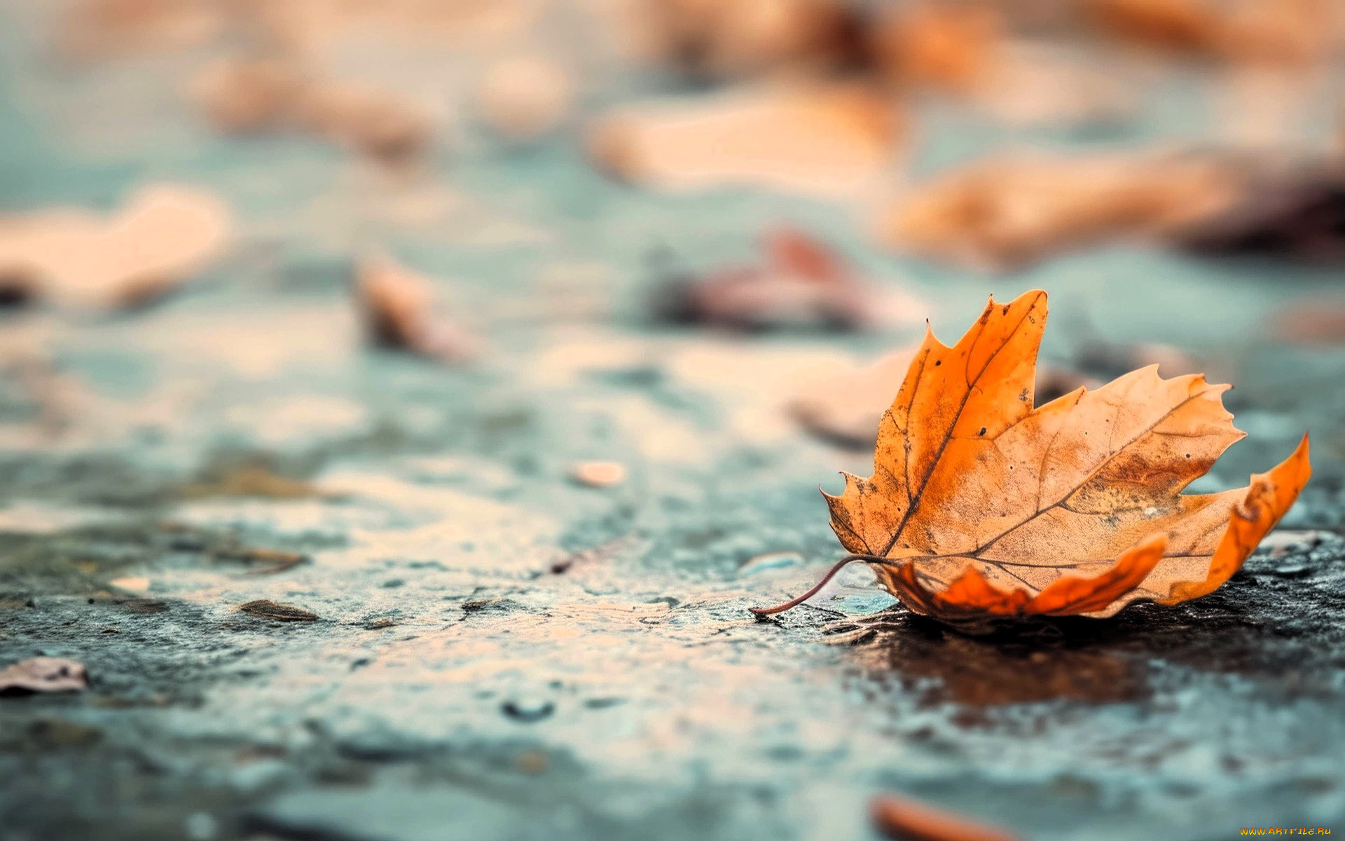 природа, листья, осень, асфальт