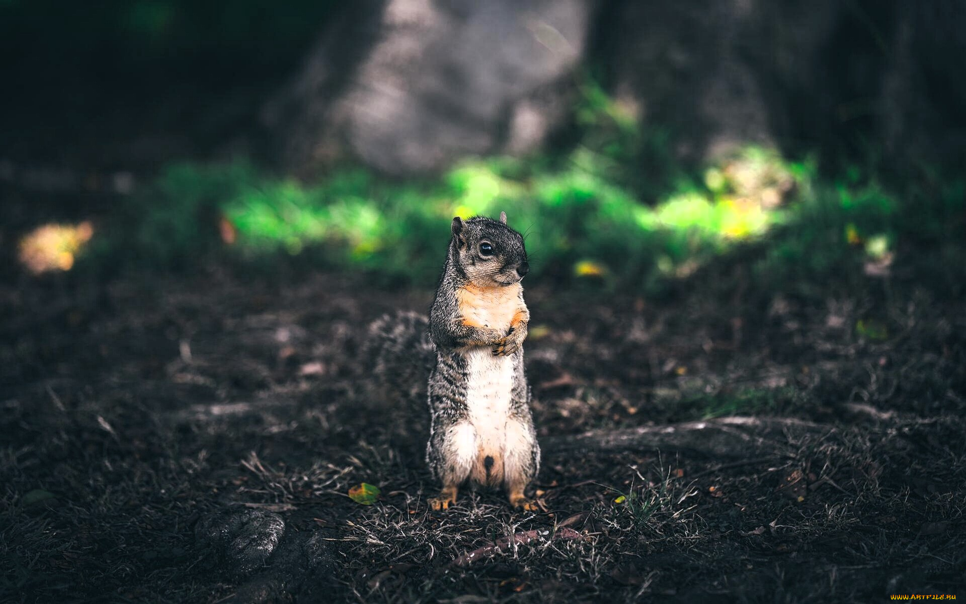 животные, белки, белка, земля
