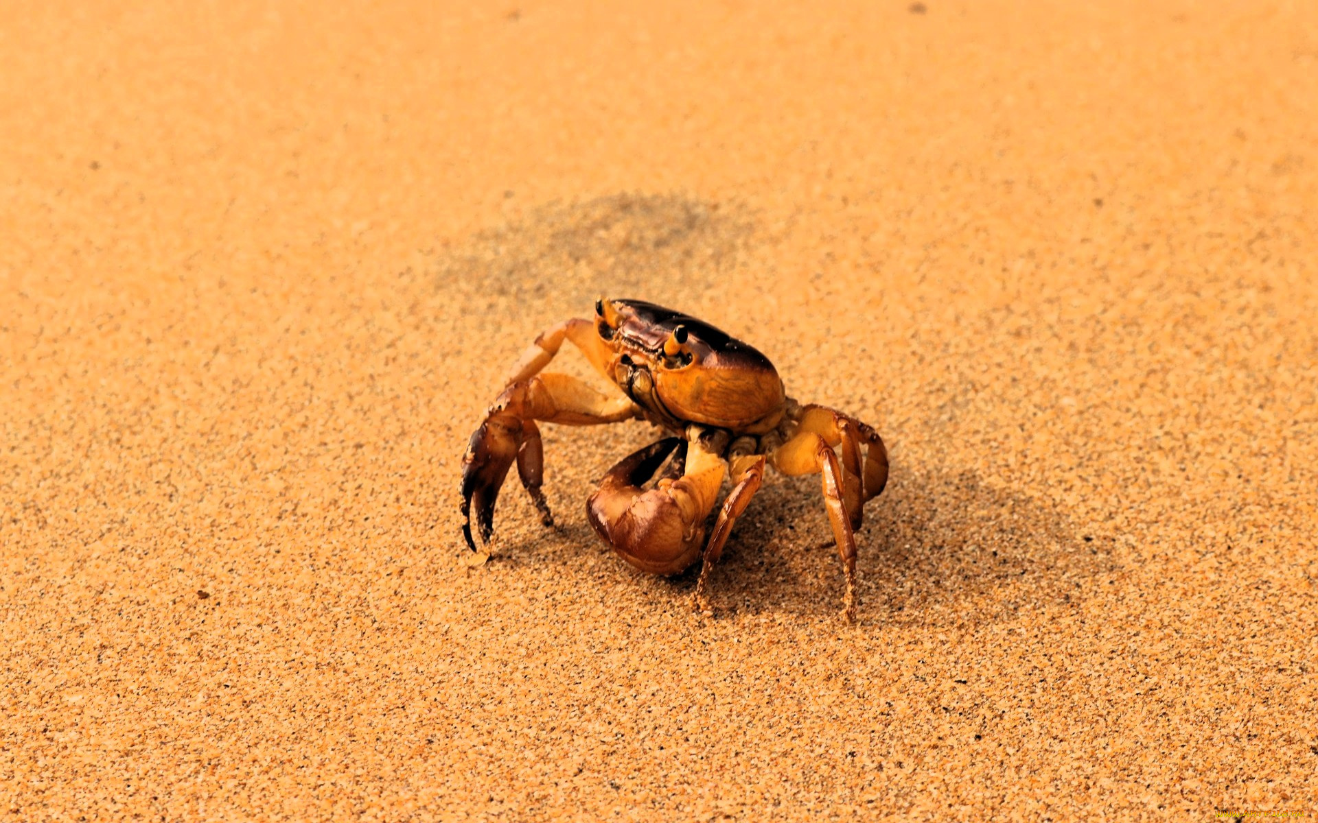 животные, крабы, , раки, краб, песок