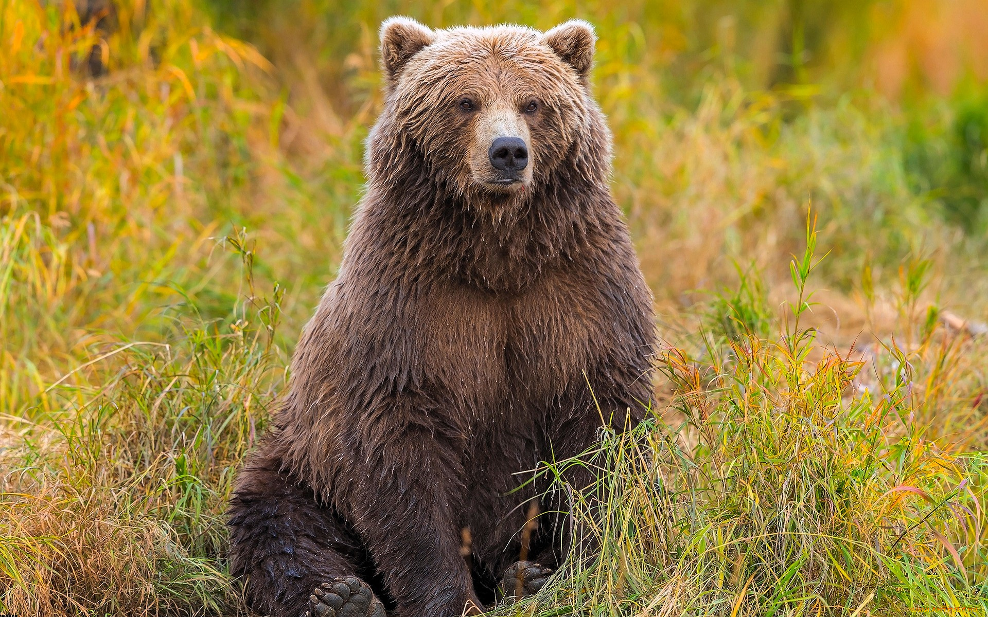 животные, медведи, медведь, бурый, трава