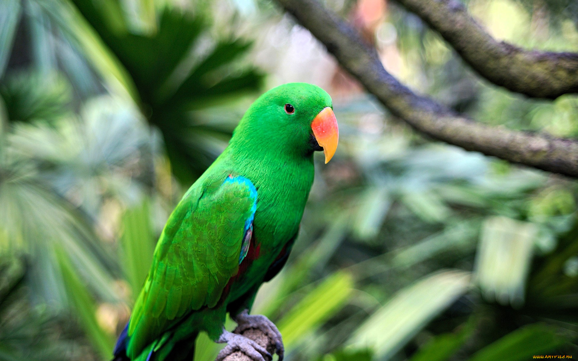животные, попугаи, попугай, зеленый, ветки, дерево