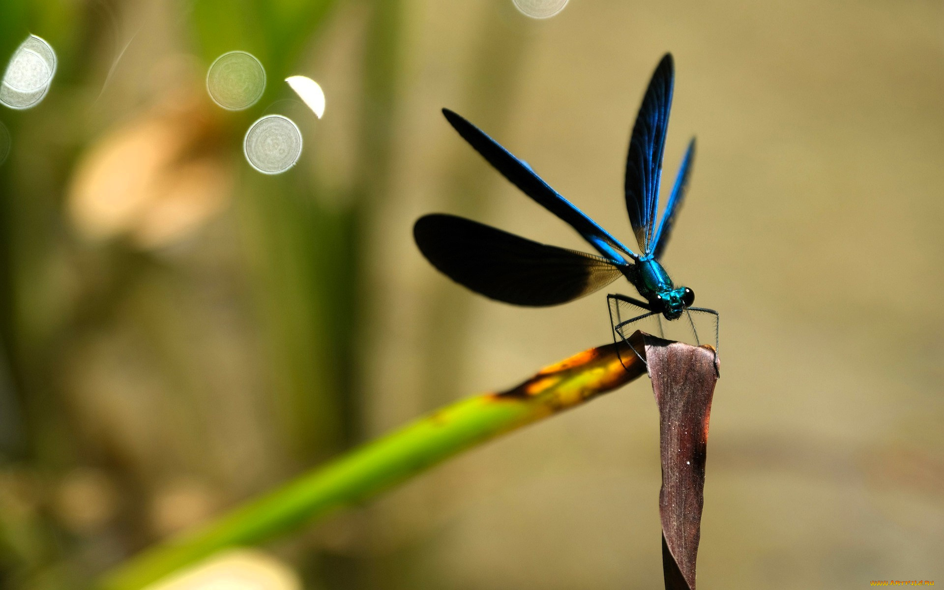 животные, стрекозы, стрекоза, стебель