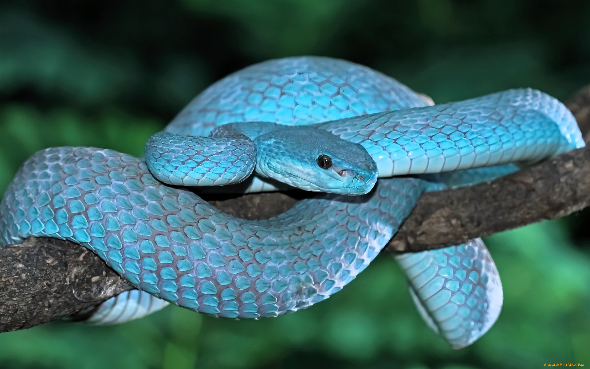 животные, змеи, , питоны, , кобры, змея, голубая, ветка, дерево